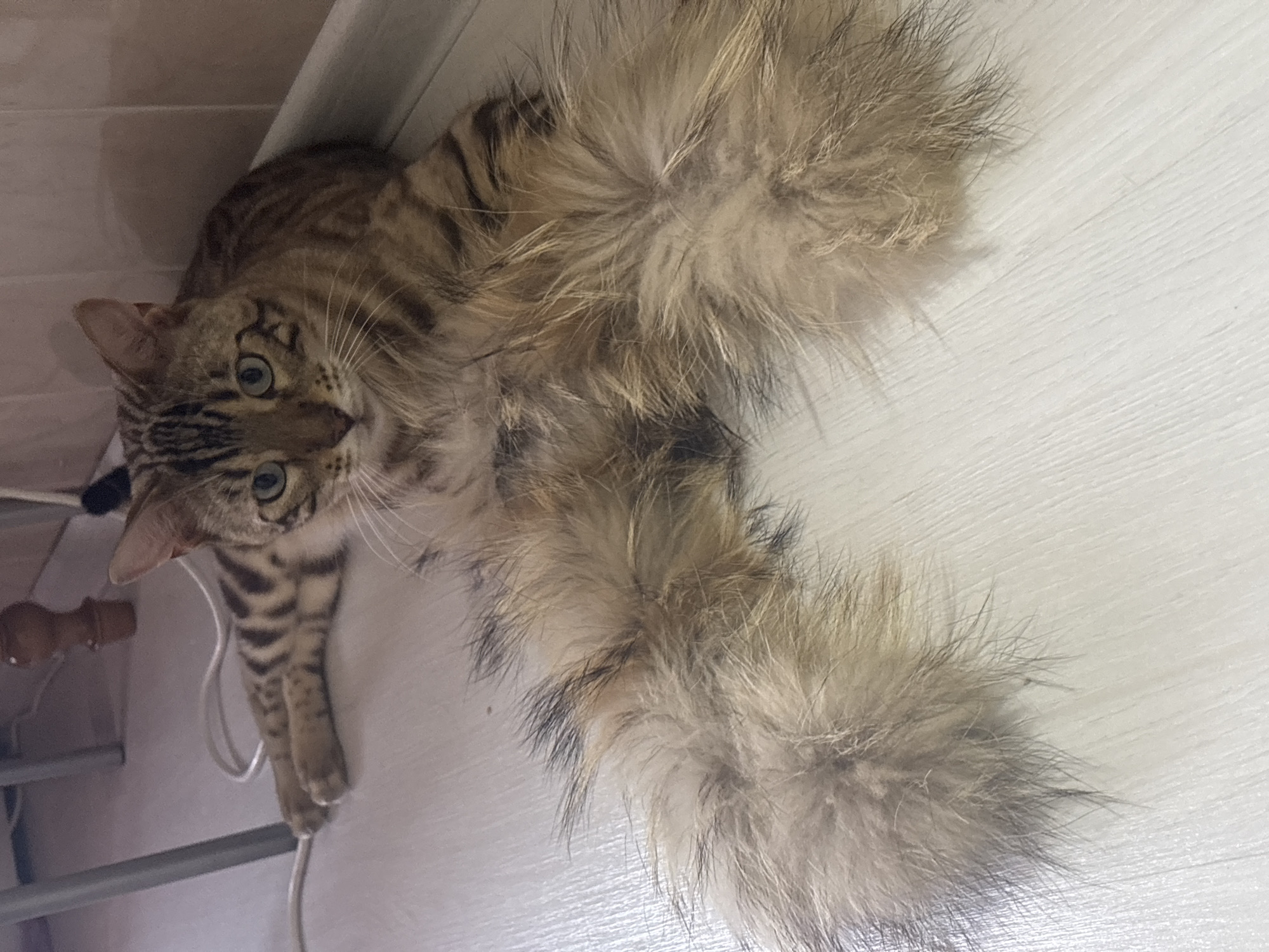 The image shows a Bengal cat lying on a light-colored wooden floor in what appears to be an indoor setting. The cat has distinctive brown and black stripes, green eyes, and a long, bushy tail. The cat's hind legs are splayed out, and its tail is positioned in front of its body, appearing very fluffy and substantial. A white electrical cord is visible on the floor near the cat. In the background, part of a metal chair leg, a wooden table leg or piece of furniture, and a wall with a white baseboard are discernible. The lighting suggests an indoor environment, possibly a home. The image does not provide information to determine its specific location within the city of Noviy, Russia.