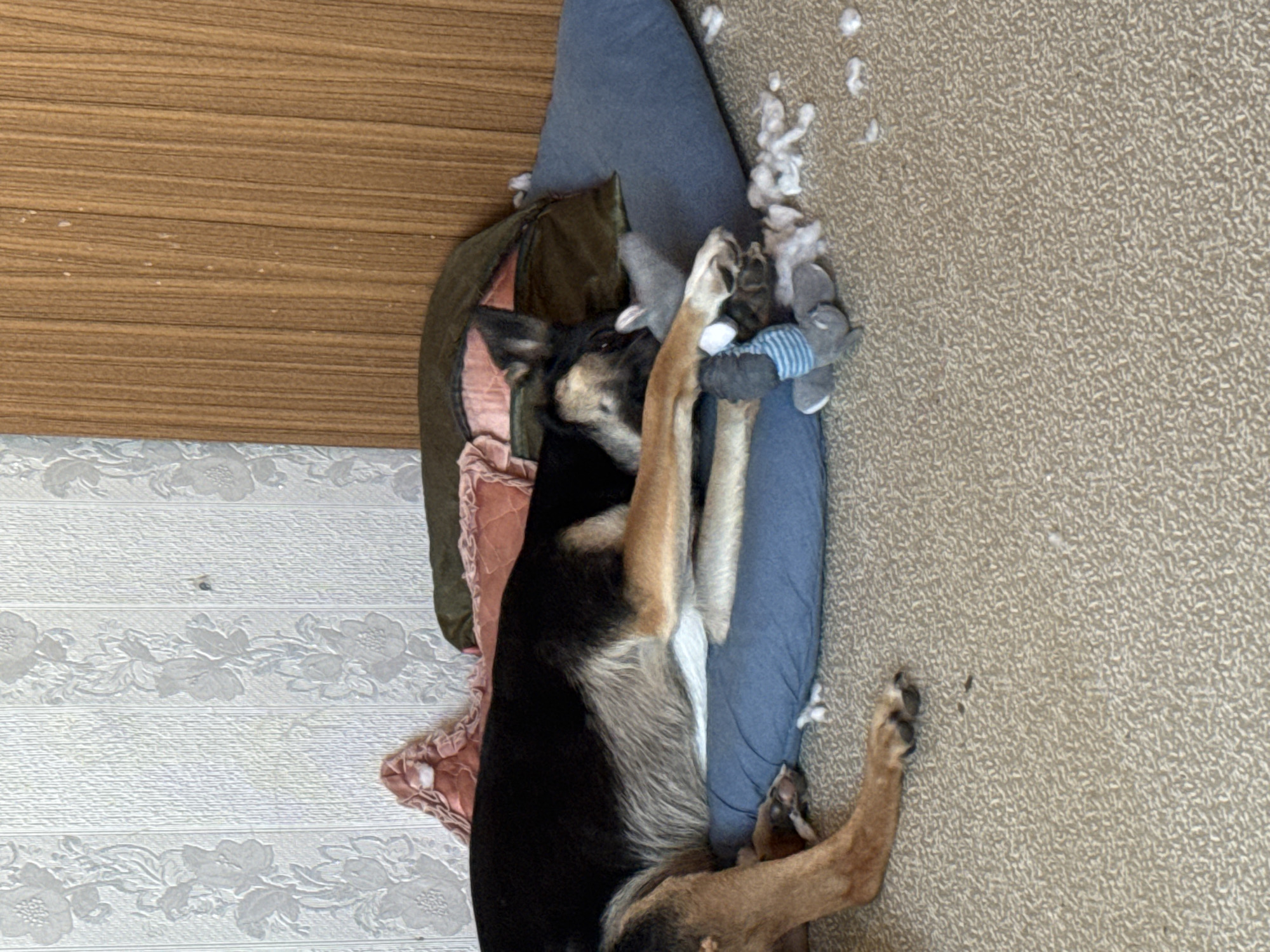 An overhead shot captures a tri-color German Shepherd dog (black, tan, and white) lying on its back on a blue dog bed, surrounded by an indoor home environment in Minsk, Belarus. The dog is playfully engaging with a small, grey stuffed toy with blue and white stripes, holding it between its front paws.
Evidence of playful destruction is visible, with white fluff, likely from a torn toy or the dog bed itself, scattered around the dog on the blue bed and the light brown, textured carpet. The dog's pose suggests relaxation and enjoyment, with its back legs loosely extended towards the bottom right of the frame.
The setting includes a patterned white wallpaper with floral designs on the left, and a wooden paneling or furniture surface above. A dark green fabric object and a pink ruffled blanket or pillow are also partly visible near the dog bed. The lighting appears to be natural, indicating a daytime scene. There is no visible text in the image.