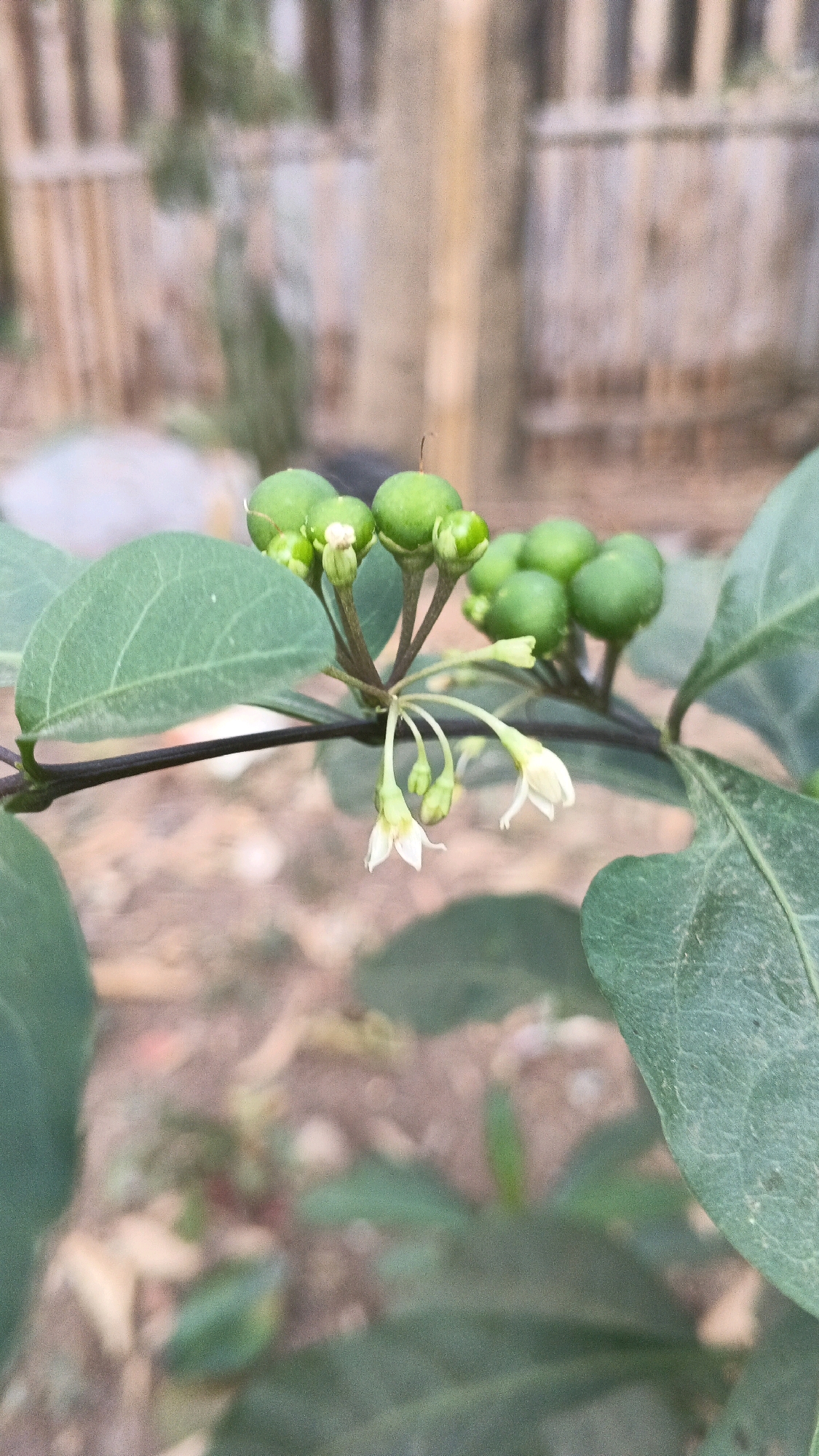 A close-up, eye-level shot captures a branch of a plant with green berries and small white flowers, set against a blurred background of a wooden fence and brown earth. The plant has dark green leaves and a thin, dark stem. A cluster of spherical green berries is visible at the top of the image, with smaller green buds and delicate white flowers hanging below. The flowers have thin, white petals and appear to be delicate and somewhat translucent. The background is out of focus, showing a vertical wooden fence with a weathered appearance and patches of brown soil with some scattered leaves or debris. The lighting is natural, suggesting an outdoor setting, possibly in a garden or natural environment. No people or animals are present in the frame.