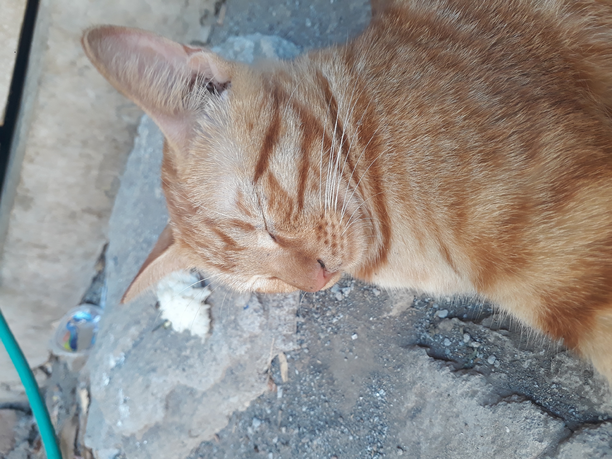 A close-up, eye-level shot shows an orange tabby cat with its eyes closed, appearing to be asleep. The cat is lying on a textured surface of gray concrete and gravel, with some white material, possibly food, near its head. In the background, a thin, teal-colored hose is visible running horizontally across the upper portion of the image. The setting appears to be outdoors, likely in an urban or semi-urban environment, given the concrete and gravel. The photograph does not provide any specific visual cues to pinpoint its location within Janapria, Indonesia. The lighting suggests it is daytime, with soft, diffused light.