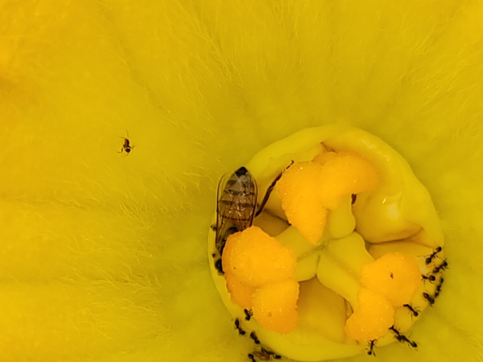 A macro photograph shows a yellow flower interior, with a honeybee and several ants foraging within its center. A single ant is also visible on the flower's petal on the upper left. The scene suggests a natural environment, possibly in a garden or field. There is no evidence of people, interactions, or indicators of the location being in Barakin Akawo, Nigeria. The subject focus is on the biological interactions between insects and the flower.