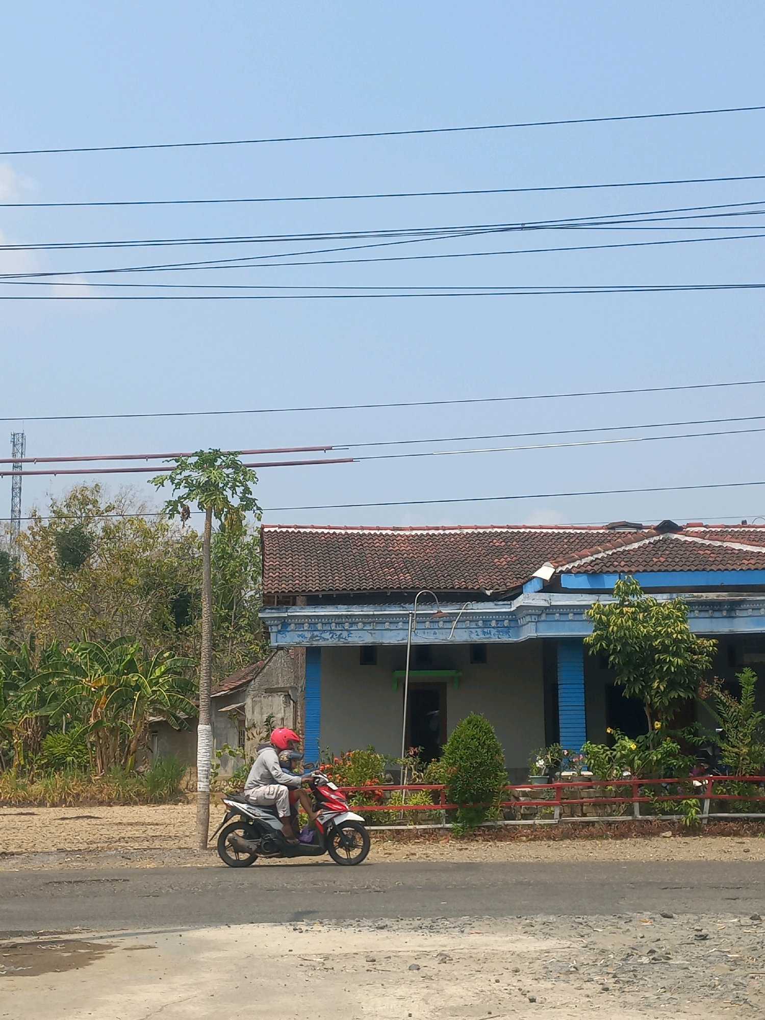 In Baturetno, Indonesia, on a sunny day, a person wearing a red helmet rides a red and white motorcycle on a paved road. The motorcycle has two occupants. In the background, there is a single-story house with a tiled roof and blue trim. Lush green trees and plants surround the house, with a tall papaya tree standing prominently to the left. Overhead, several power lines stretch across the clear blue sky, and a distant cell tower is visible. The road surface appears worn, with some gravel and patches of water.