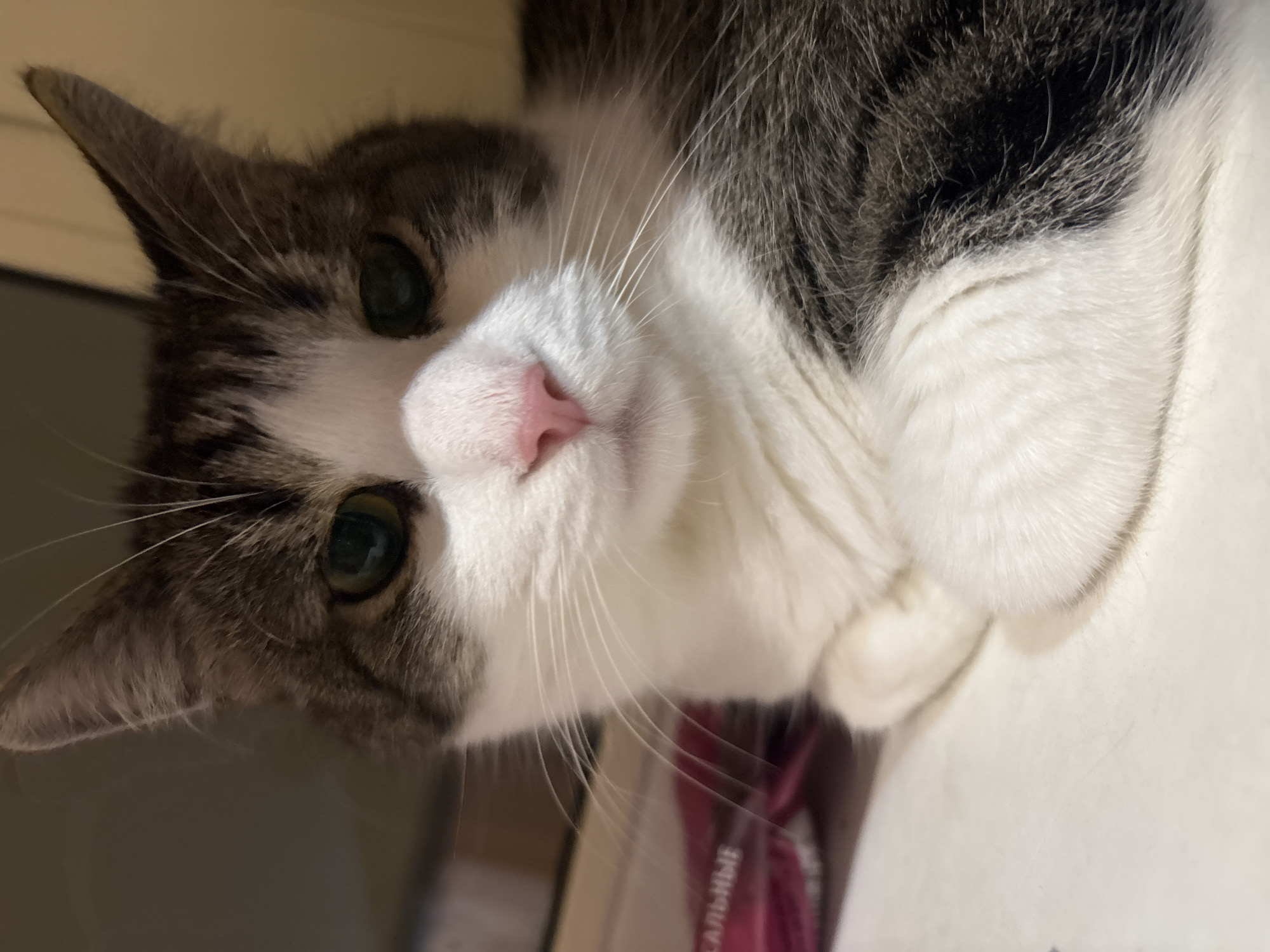 A close-up, eye-level shot focuses on the face of a tabby and white cat. The cat's green eyes are looking directly at the camera. Its pink nose is prominent, and its white whiskers extend outwards. The cat's fur is a mix of gray tabby markings and white patches. The background is softly blurred, with hints of pink and brown. The cat appears to be resting, with its paws tucked beneath it. This image was captured in the city of Kapyĺ, Belarus.