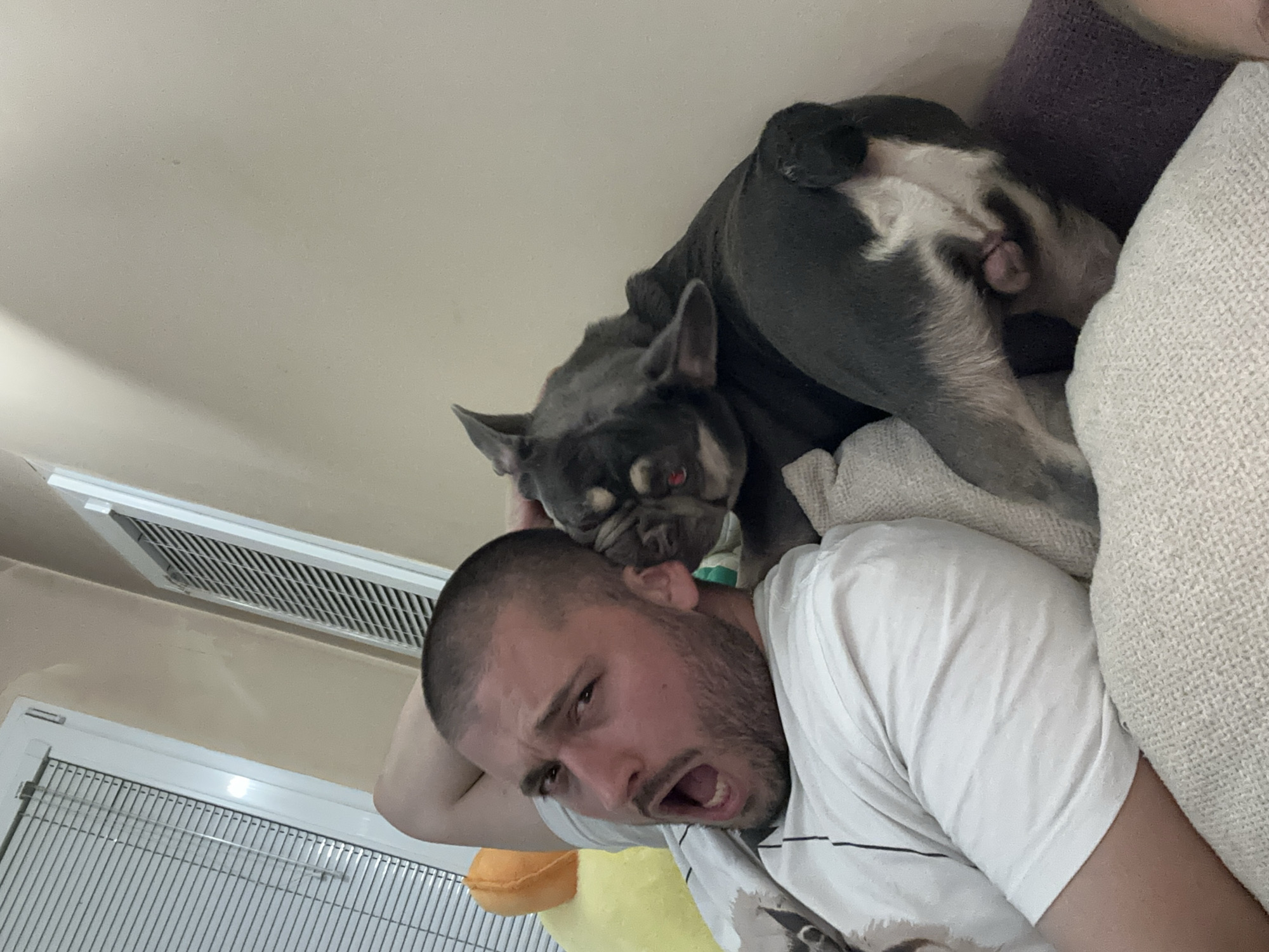 A young man with a buzz cut and a beard lies on a couch, his mouth open in a surprised or screaming expression. A French bulldog, grey and white, is nudging his ear with its head. The man is wearing a white t-shirt. In the background, a window with blinds and a wall are visible. The environment suggests an indoor setting, possibly a living room.