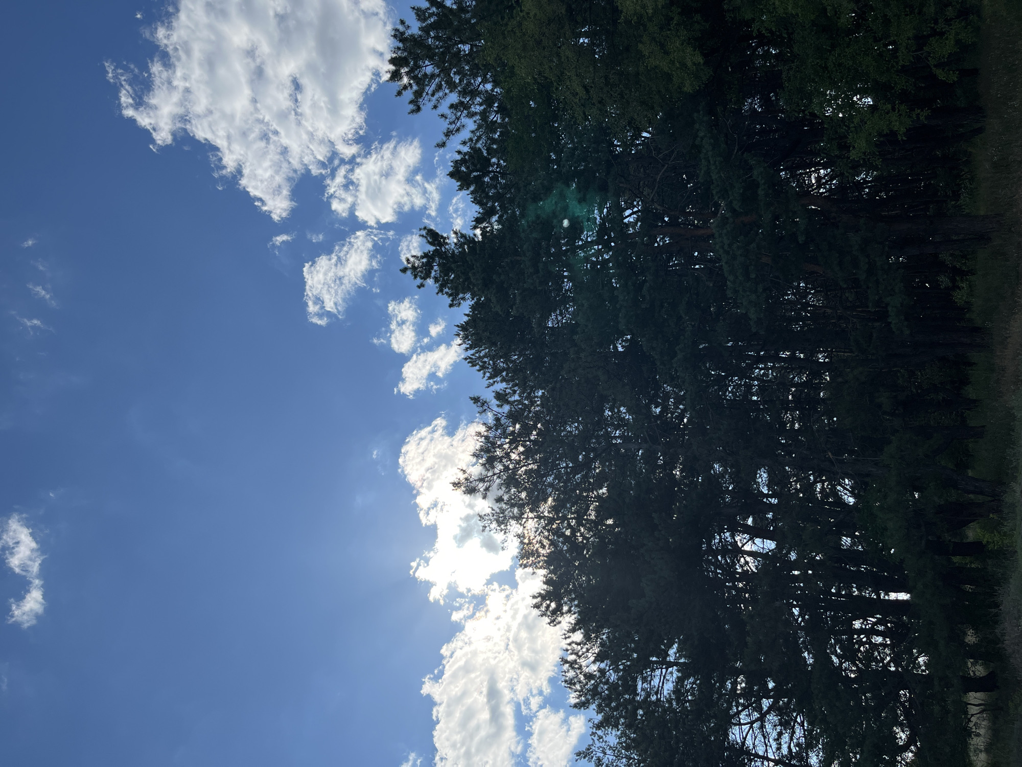 This is a vertical, eye-level, outdoor photograph of a forest canopy against a blue sky. The sun is partially obscured by clouds, casting light through the trees. The trees appear to be pine trees, with dark green needles and tall, slender trunks. The ground beneath the trees is not visible. The photograph was taken in Shyroke, Ukraine.