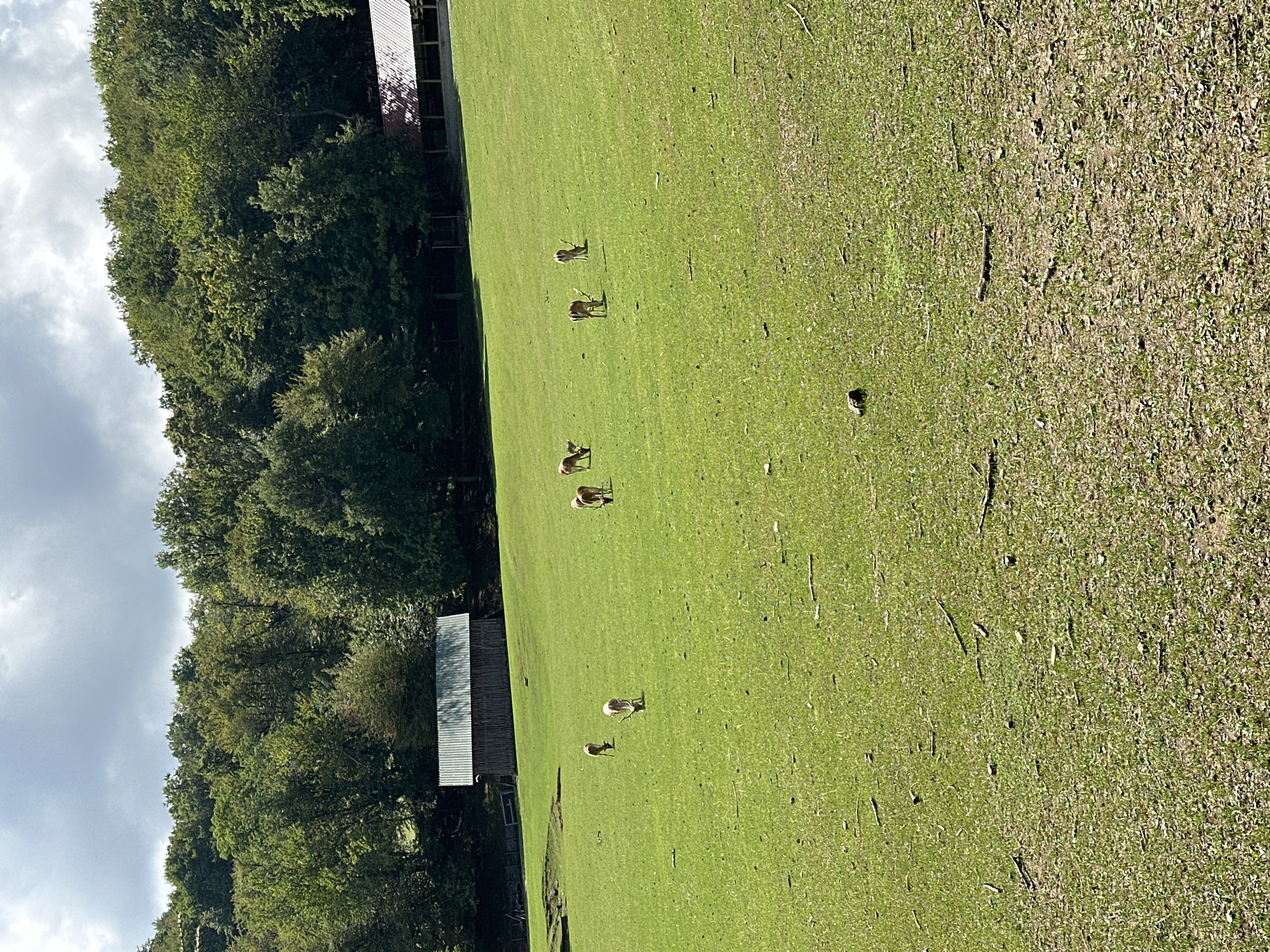 The image depicts a herd of six deer grazing in a large, verdant grassy field. The deer are light brown in color, with some appearing to have antlers. The field is situated in front of a dense, lush green forest that covers a hillside. In the background, two structures are visible: a small, rustic wooden barn with a corrugated metal roof on the left, and a larger open-sided structure with a red roof on the right. The sky above is partly cloudy with a mix of blue and grey clouds. The overall scene suggests a rural or park-like setting, possibly within the municipality of Scurano, Italy, given the context provided.
