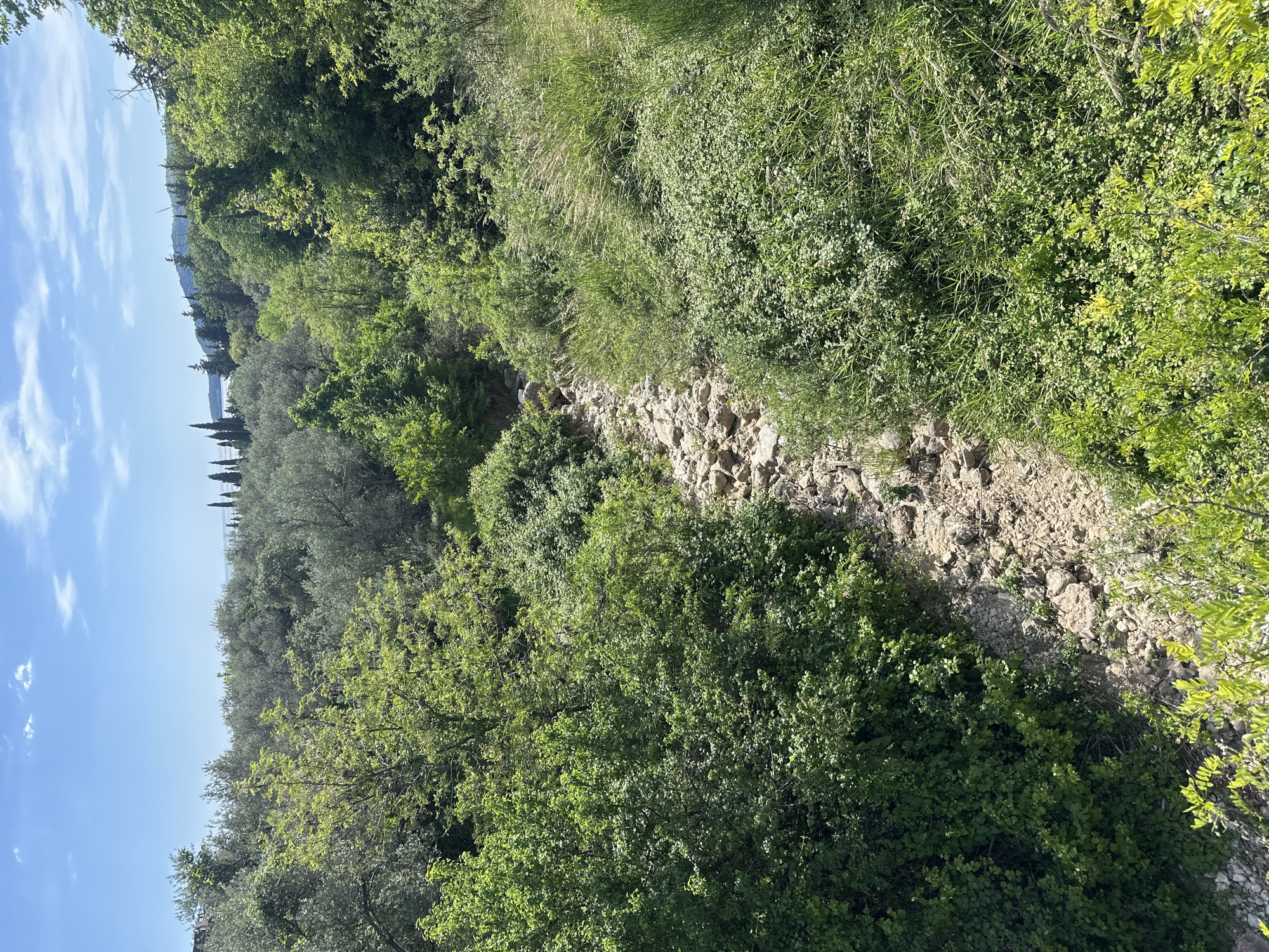 The image depicts a rocky, dry creek bed overgrown with vegetation in Divanovići, Montenegro. The creek bed, composed of light-colored rocks and soil, cuts diagonally through the frame from the lower-right to the upper-left. Dense green foliage, including trees, bushes, and grass, covers the banks of the creek. In the background, a body of water and distant hills are visible under a blue sky with some clouds. The overall scene is natural and unpopulated.