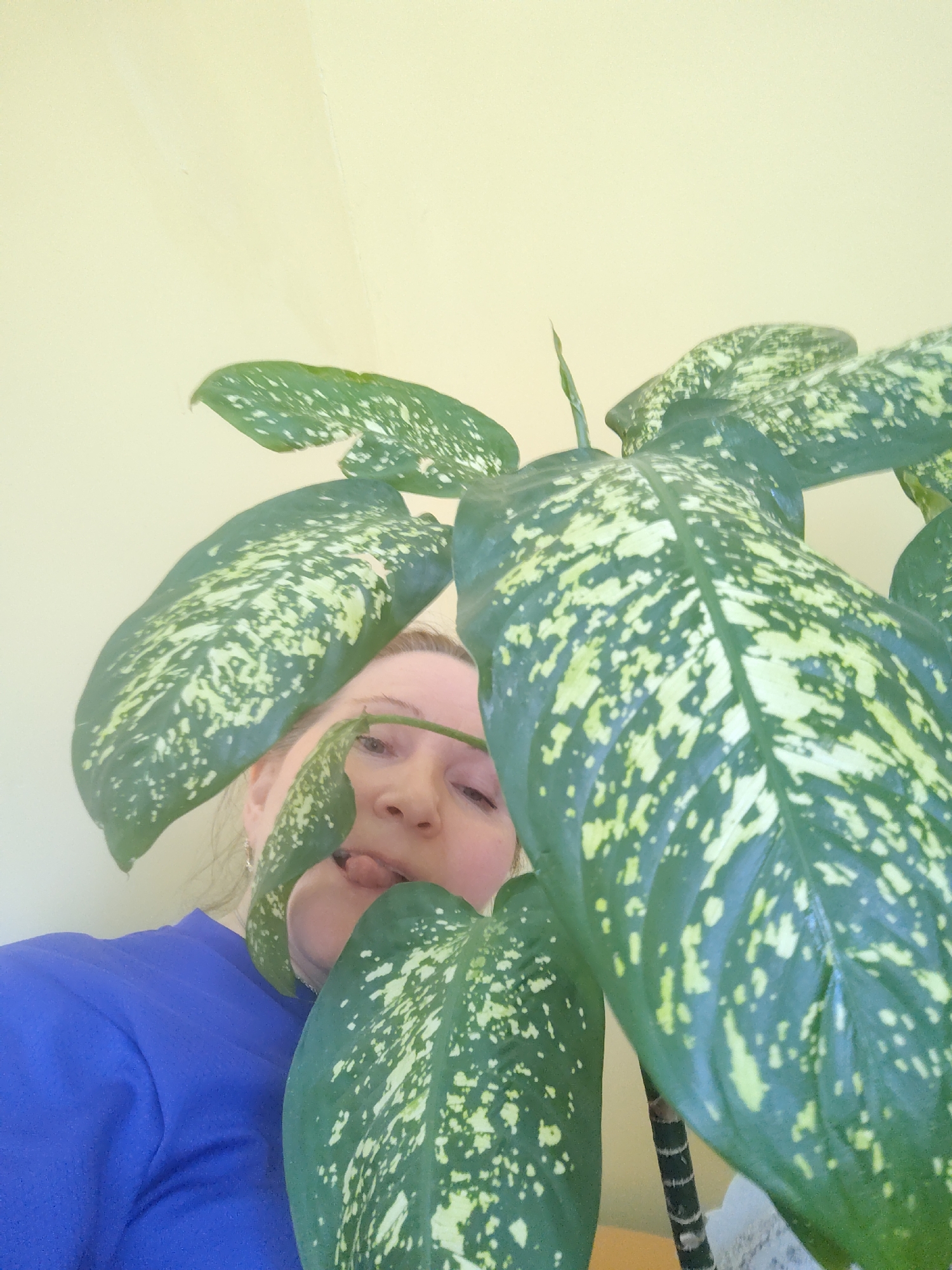 The image captures a playful indoor scene in Sarapul, Russia, featuring a person and a large houseplant. An adult person, likely a woman, is visible from the head to the upper torso, wearing a blue shirt. She has light-colored hair and is looking upwards towards the camera, with her tongue playfully sticking out. Much of her face is obscured by the prominent leaves of the plant.
The plant dominates the foreground and midground, appearing to be a Dieffenbachia (dumb cane) species. It features large, dark green, ovate leaves distinctly variegated with irregular patterns of light green or yellowish-white speckles and patches. A section of its sturdy stem, dark with horizontal lighter bands, is visible towards the bottom right. The photograph is taken from a low-angle perspective, looking up towards the subjects. The background is a plain, light-colored wall, possibly cream or pale yellow, indicating an indoor setting. The lighting is diffused and even. No text is visible in the image. The overall impression is one of lightheartedness and humor due to the person's pose.