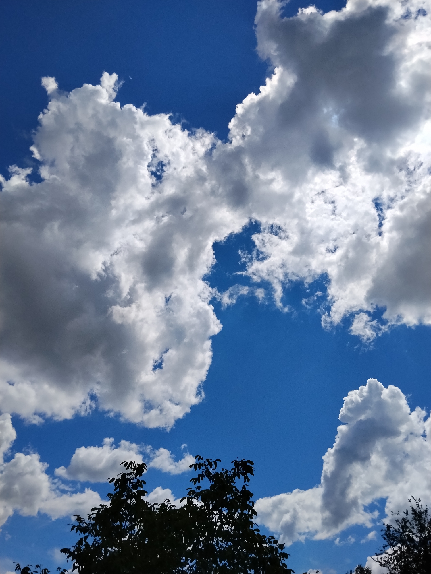 The image shows a bright blue sky with several puffy, white and gray clouds. The clouds are scattered across the sky, with some larger formations in the upper left and right quadrants. A dark silhouette of a tree with leafy branches occupies the bottom portion of the frame.
There is no information in the image to suggest that the location is Ustyvytsia, Ukraine. Therefore, the location is unknown.