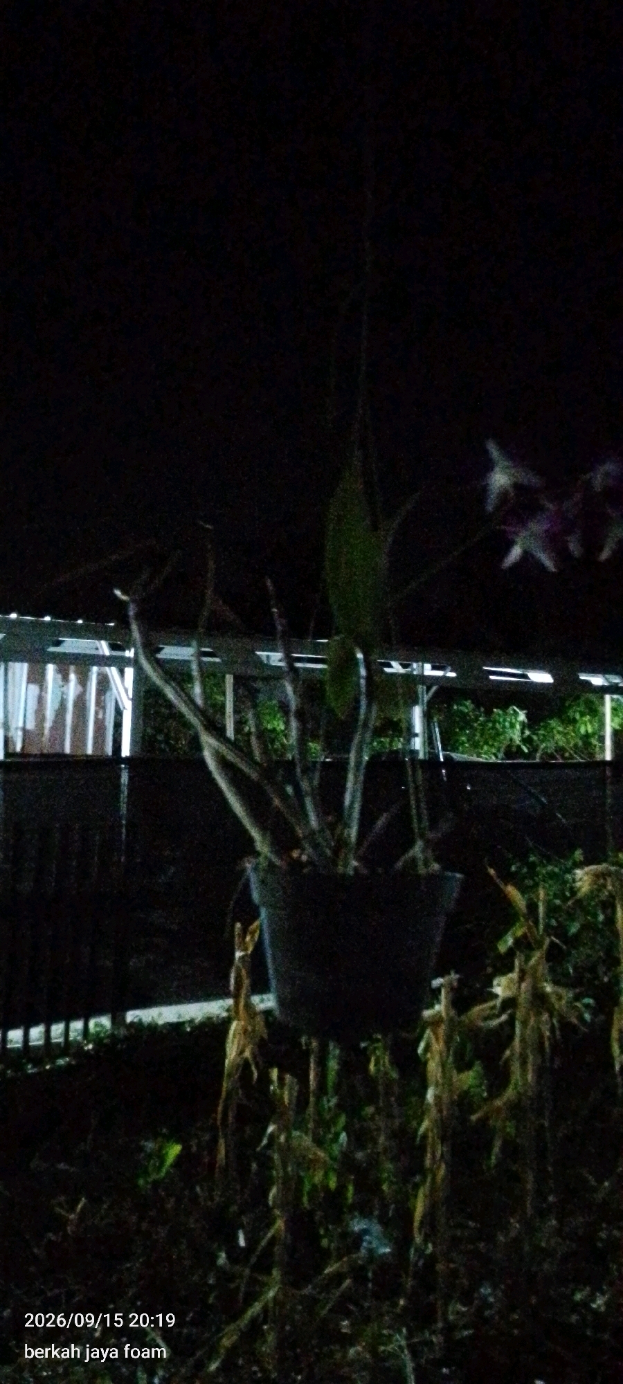This image captures a nighttime scene in Temenggungan, Indonesia, focusing on a hanging potted plant in the foreground. The plant appears to be a type of orchid with some dried leaves and stems, and a dark pot. In the background, a fence or trellis is visible, with some greenery beyond it. The overall lighting is dim, suggesting it was taken at night, with a timestamp at the bottom left indicating "2026/09/15 20:19" and the text "berkah jaya foam". The image is grainy due to low light conditions.