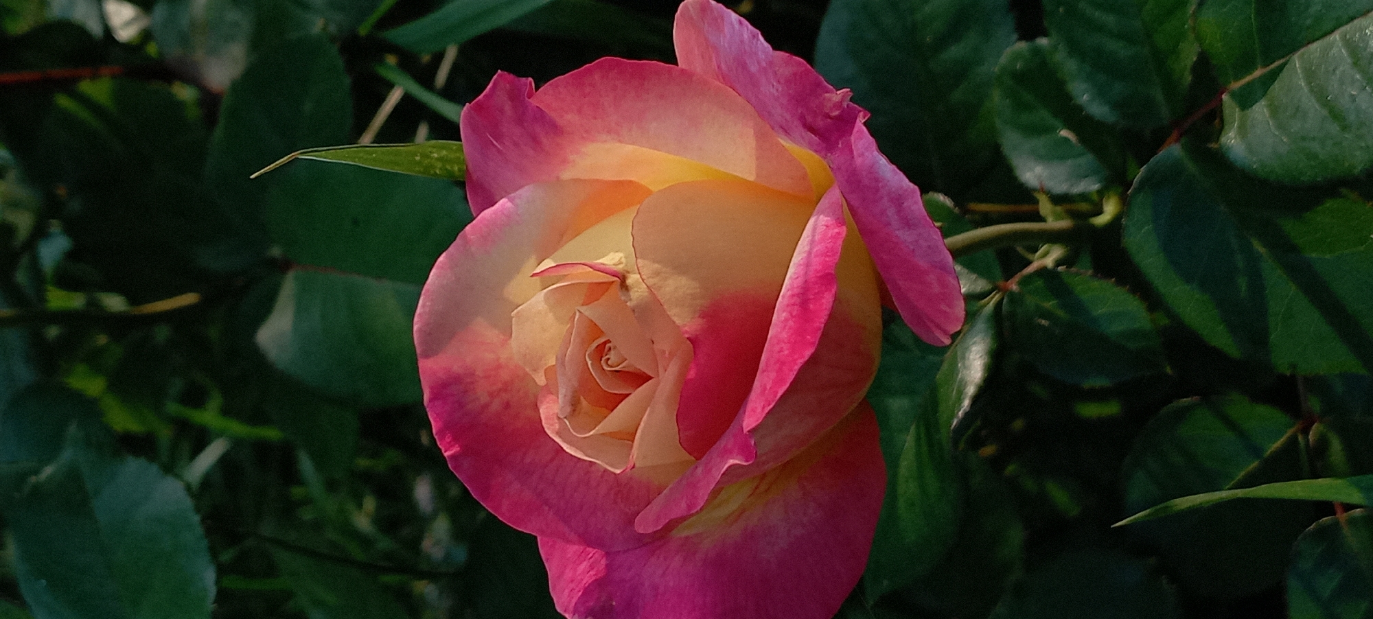 A close-up shot focuses on a bicolor rose with petals transitioning from a vibrant pink at the edges to a creamy yellow in the center. The rose is positioned in the lower half of the frame, with its bloom tilted slightly upwards. Lush green foliage forms the background, creating a natural, garden-like setting. The lighting suggests it is daytime, casting subtle shadows and highlighting the textures of the petals and leaves. The scene appears to be outdoors in a garden or park. There are no people or animals visible. The overall impression is one of natural beauty and tranquility.