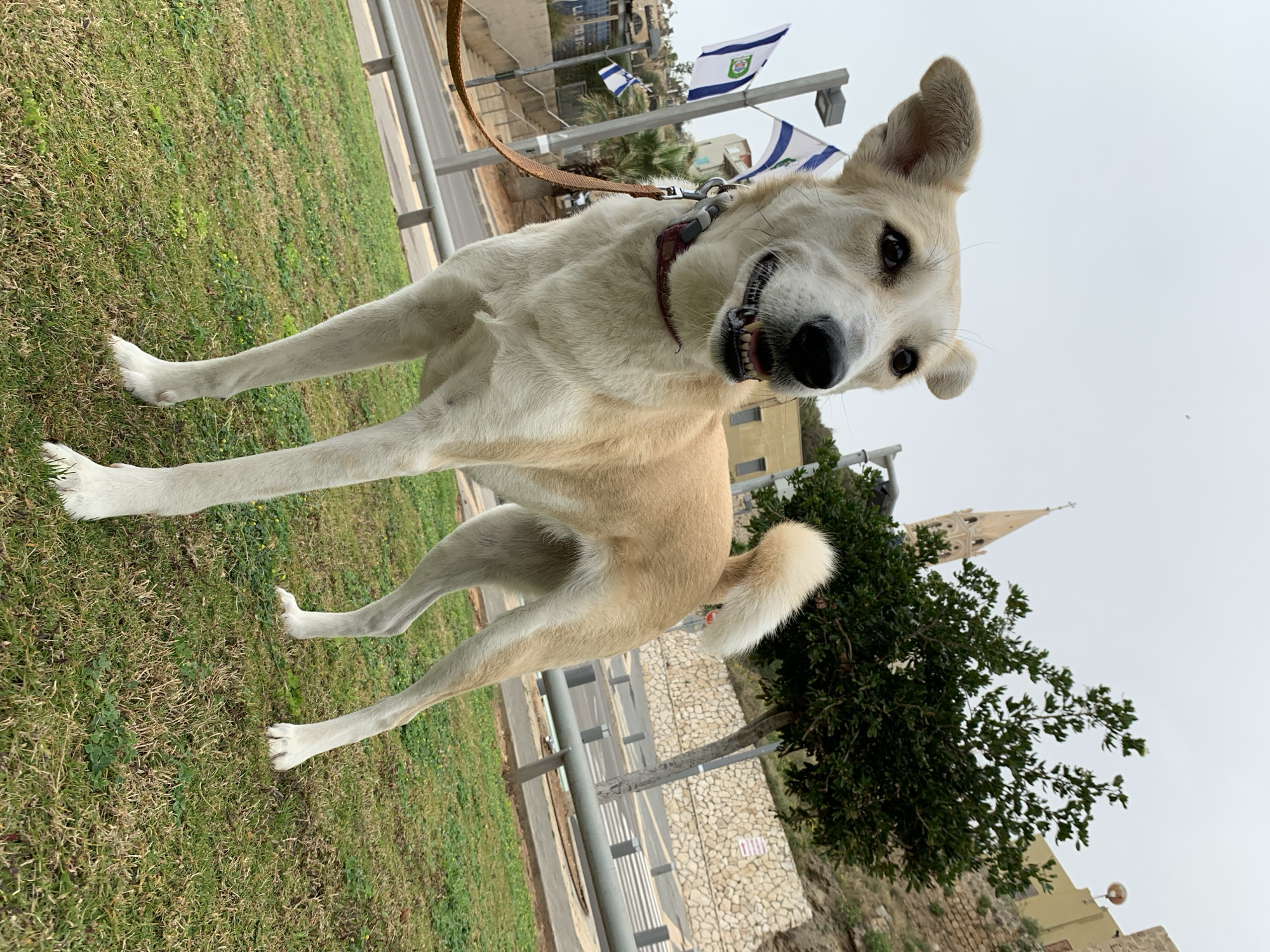 A medium-sized dog with light brown and white fur stands on green grass. The dog is wearing a brown collar and leash. In the background are a street, a stone wall, a green tree, and the steeple of a church. Israeli flags are visible in the background. The scene is likely in Jaffa, Tel Aviv, Israel, due to the flags and church steeple.
