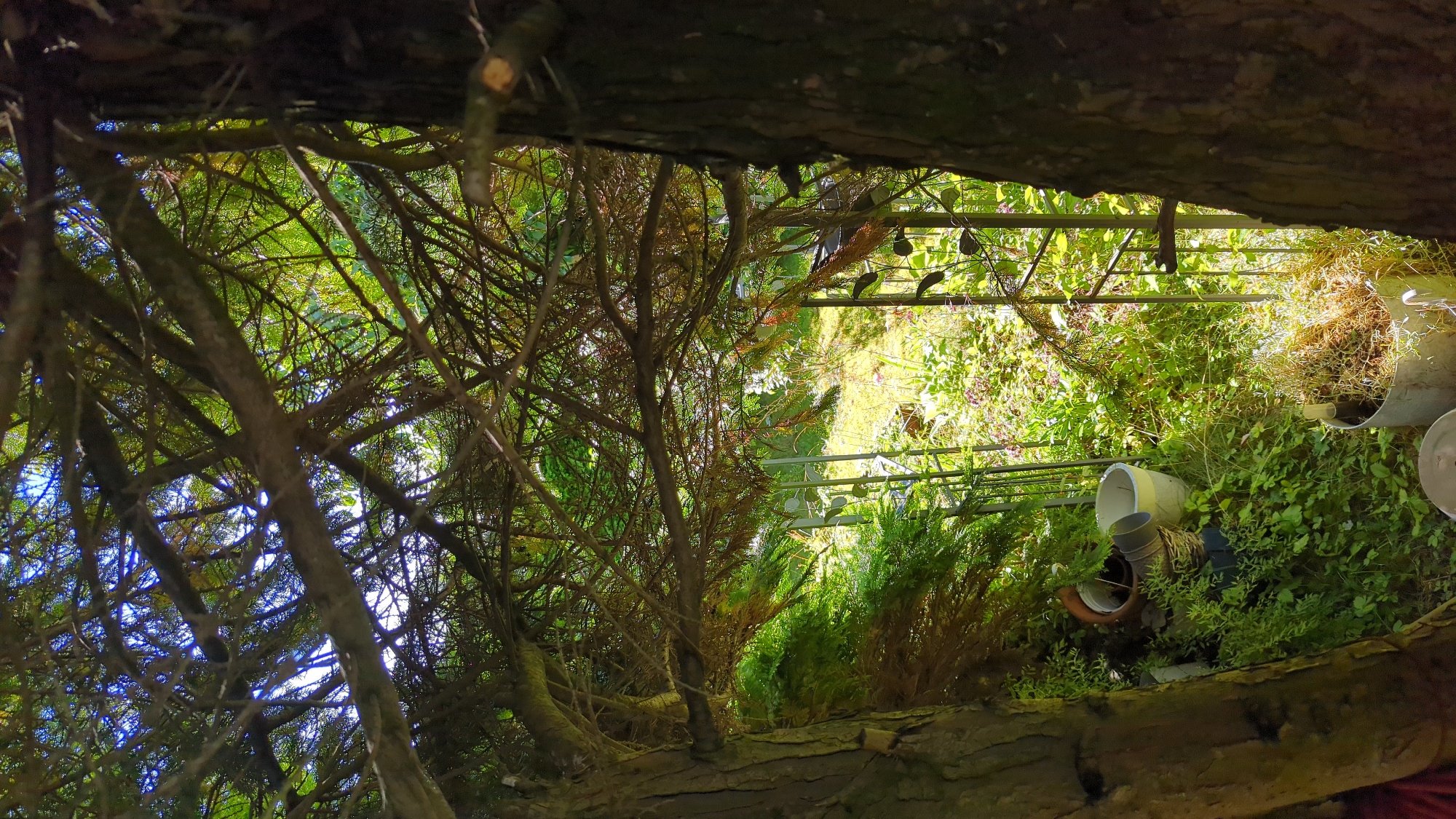 The image depicts a view through dense pine branches, looking out into a sunlit garden area. The foreground is dominated by the textured bark of two large pine trees, one on the left and one on the right, framing the view. The branches of these trees, laden with needles, create a canopy that filters the sunlight, casting dappled shadows.
In the middle ground, various garden items are visible amidst lush green foliage. These include several pots, some empty, one with a terracotta rim, and a wicker basket. A metal garden fence or trellis can be seen extending into the background. The ground is covered with a mixture of grass, plants, and dried organic material.
The background shows more of the garden, with sunlight illuminating patches of greenery and possibly flowers, suggesting a well-tended outdoor space. The overall impression is one of a secluded and verdant garden scene, viewed from beneath the shelter of mature pine trees. The location is identified as the city of Kløfta, Norway. There are no people visible in the image.