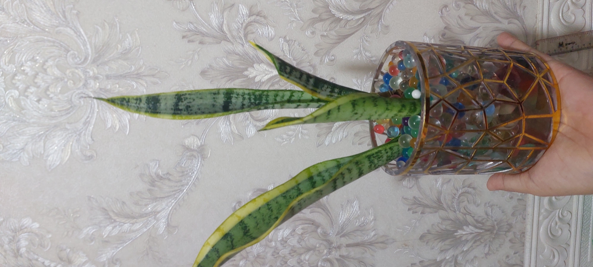 A person's hand holds a glass pot containing a snake plant with a background of patterned wallpaper. The pot is cylindrical and made of clear glass with a gold geometric pattern overlay. Inside the pot, colorful water beads surround the base of the plant's leaves. The snake plant has several long, upright, sword-shaped leaves with green and yellow variegated patterns. The wallpaper behind the plant has a damask pattern in a light, neutral color. A ruler is visible on the right side of the image, partially obscured by the pot and hand. There is no visible indication of the image's location in Jayapura, Indonesia.