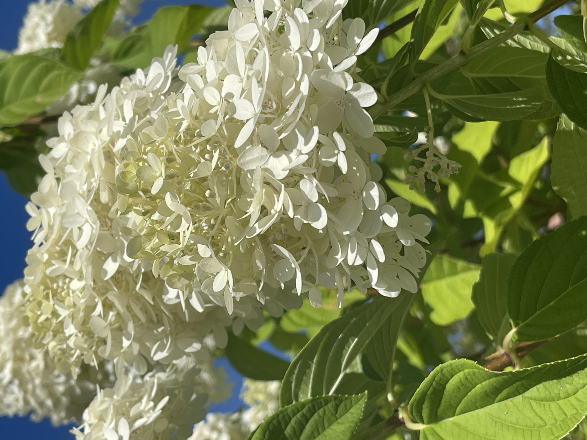 A close-up, sunlit photograph captures a cluster of white hydrangea flowers against a vibrant blue sky. The flowers are densely packed, with individual petals appearing delicate and slightly translucent in the bright light. Lush green leaves surround the blooms, their textured surfaces and veins clearly visible. The scene appears to be outdoors, likely in a garden or park setting. The image is devoid of any human presence or discernible urban features that would specifically pinpoint a location within Gresham, United States of America.