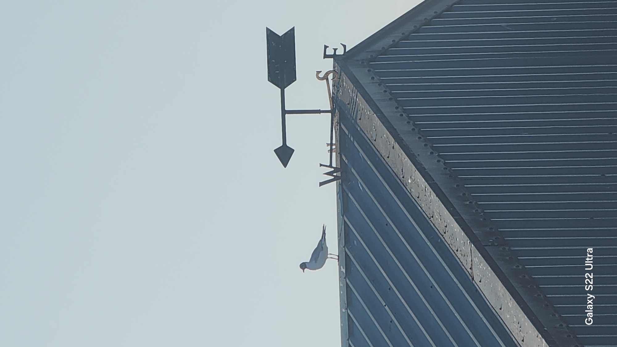A lone seagull stands on the peak of a corrugated metal roof. To the right of the seagull is a weather vane pointing westward, with letters W and E visible on the roof. The sky is clear and pale blue. The lower portion of the image displays a watermark that reads "Galaxy S22 Ultra". The scene is a close-up shot of the roof and sky, with no discernible urban elements from Blackburn, United Kingdom.