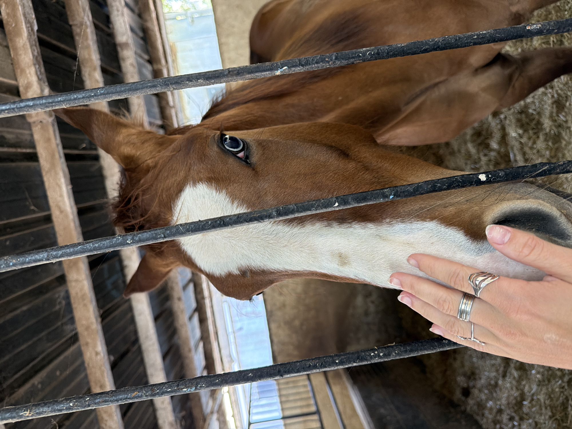 A chestnut horse with a white blaze is seen through a metal fence. A human hand, adorned with multiple silver rings, reaches toward the horse's muzzle. The scene appears to be in a stable or barn, possibly located in Zvulun Regional Council, Israel. The horse's head is the focal point, with the hand and fence as foreground elements. The background shows parts of the stable structure.