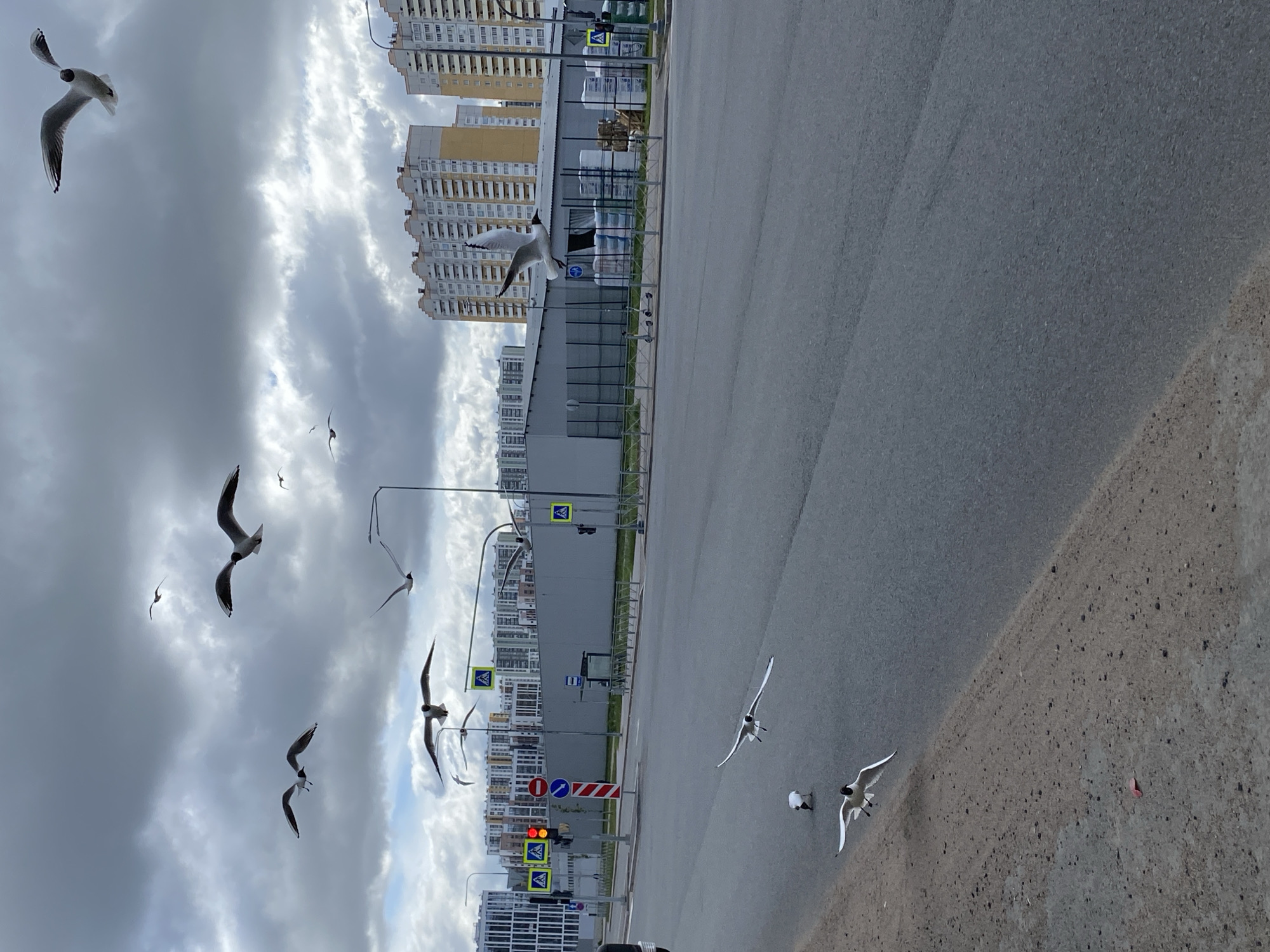 The image depicts an urban scene in Saint Petersburg, Russia, with a flock of seagulls in flight against a cloudy sky. Modern residential buildings are visible in the background. The view includes a road, streetlights, traffic signs, and pedestrian crossings.