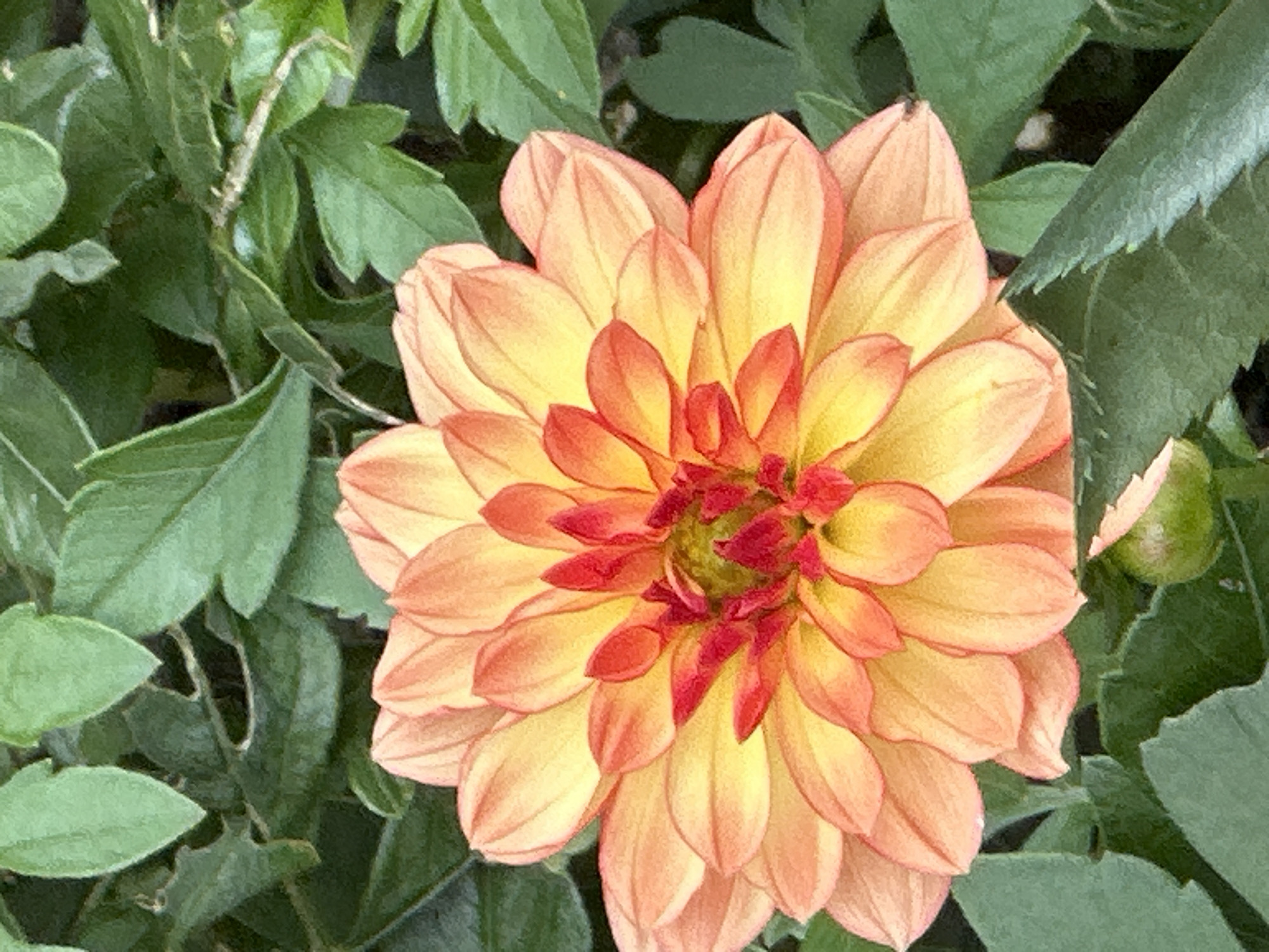 A close-up, eye-level shot shows a dahlia flower with layered petals in shades of orange, yellow, and red. The flower is in focus, with a soft background of green leaves. There is a small, green, closed bud in the lower right corner of the image. The scene is set in a garden. The location in Podolsk, Russia cannot be determined from the image.
