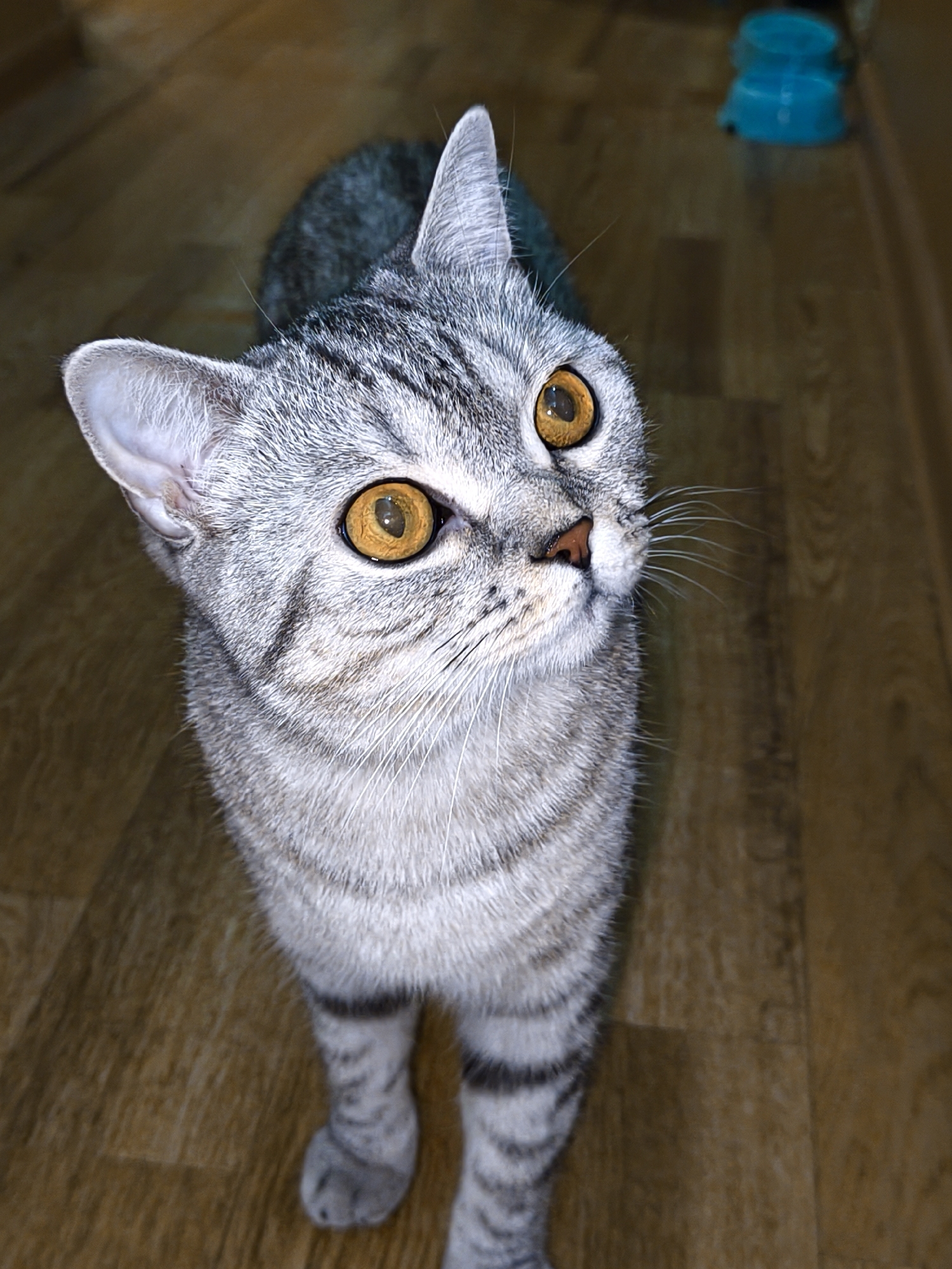 A silver tabby cat with bright orange eyes looks upwards in an indoor setting. The cat is positioned in the center of the frame, facing slightly away from the camera. Its fur has distinct dark tabby markings. The background consists of a wooden floor and out-of-focus blue pet bowls in the upper right corner. There are no people present in the image. The lighting suggests an indoor environment, possibly a home.