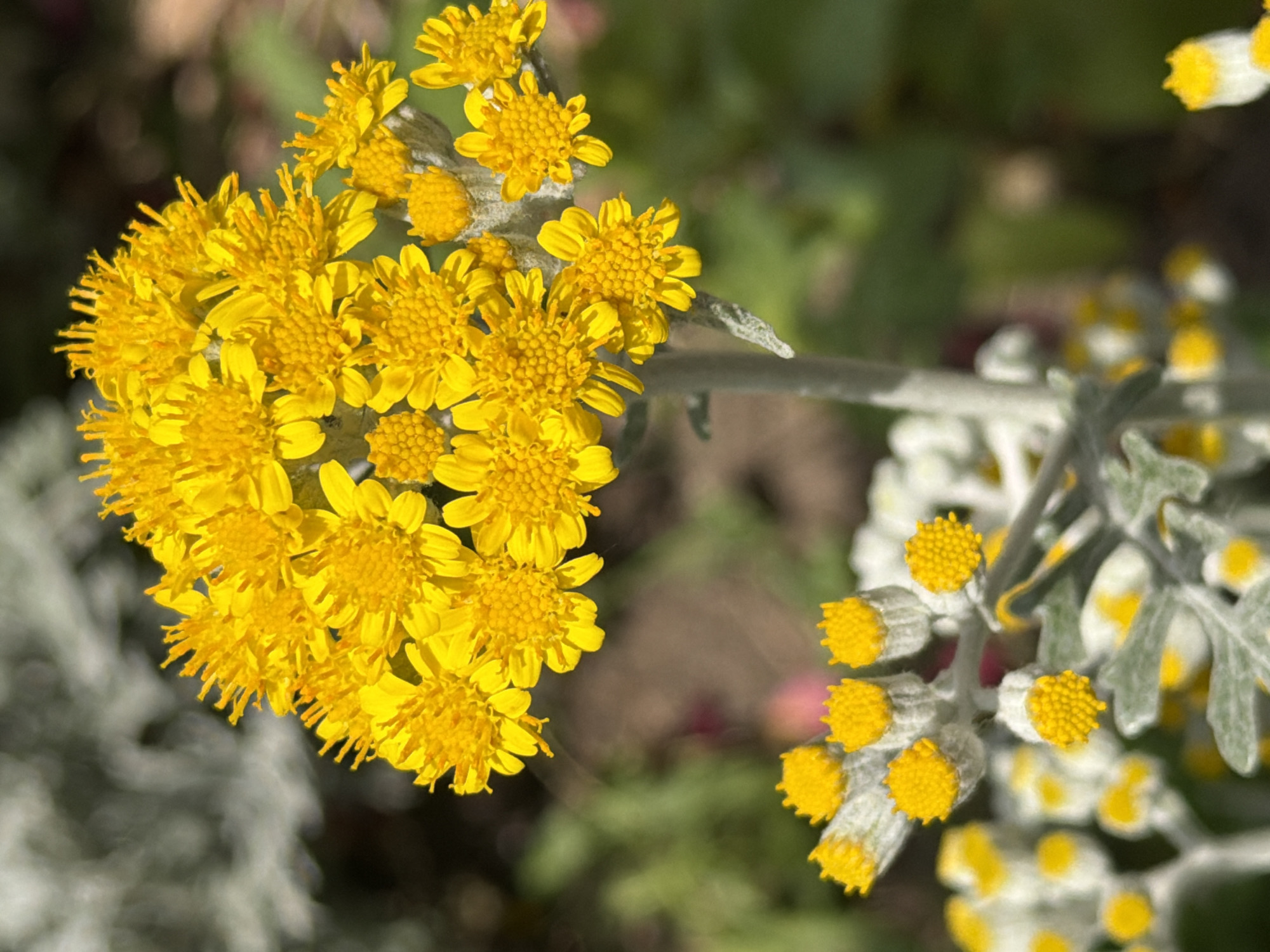 A close-up, eye-level shot focuses on a cluster of bright yellow flowers, likely part of a larger plant, set against a blurred background of green foliage and brown earth. The flowers are small and composite, with many tiny petals radiating from a central disk, and some appear to be buds with white, fuzzy exteriors tipped with yellow. The stems are thin and greyish, also covered in fine, silvery hairs. To the left and lower, another branch of similar flowers is visible, some in bud stage with their white, fuzzy covering and yellow tips, and others more fully bloomed. The lighting is bright, casting subtle shadows and highlighting the textures of the flowers and foliage. There are no people or animals in the image. The scene appears to be an outdoor garden or natural setting. The location in Kozova, Ukraine, is a geographical context not visually evident in the image itself.