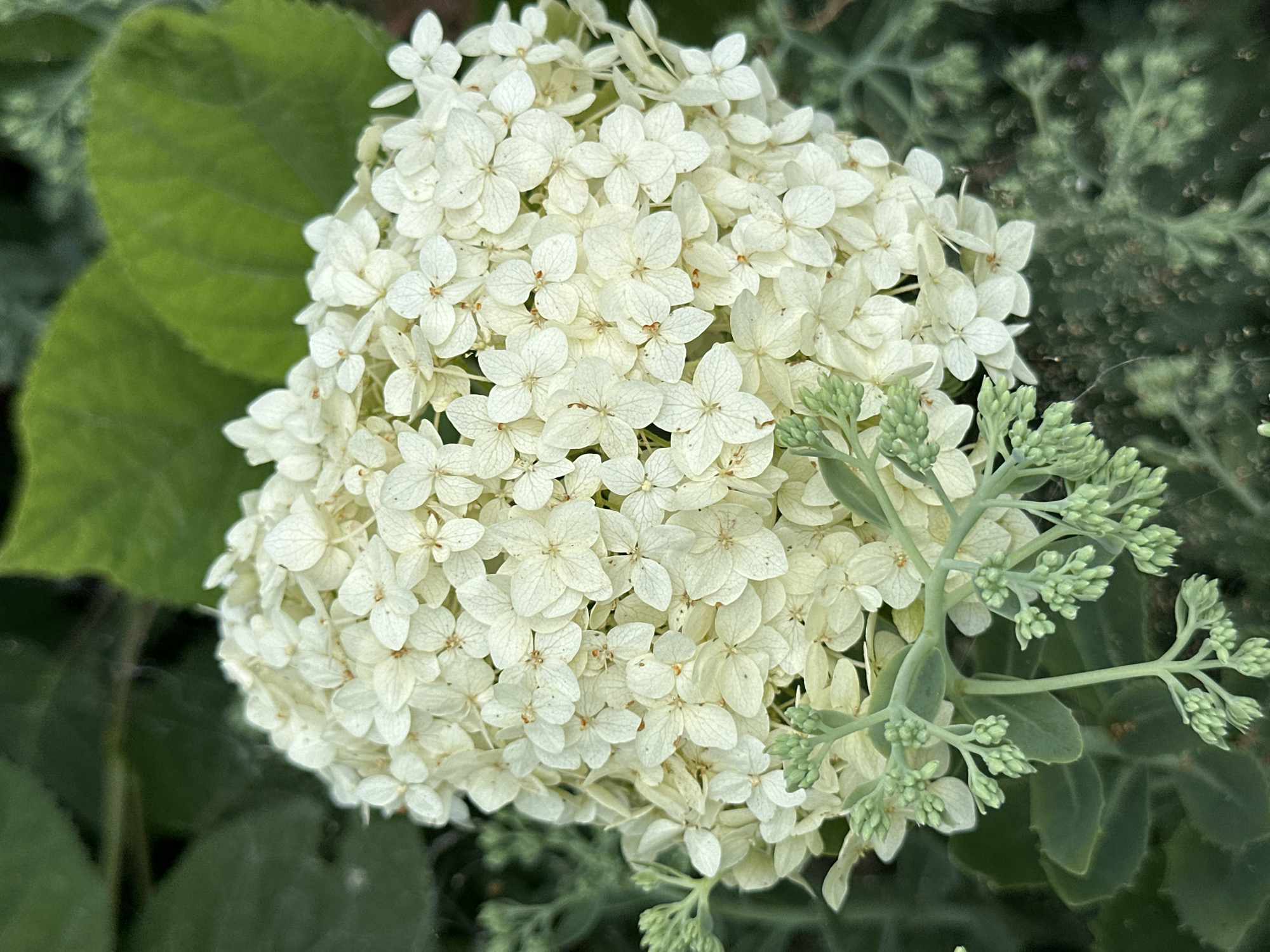 A close-up, slightly overhead shot features a large cluster of small, white hydrangea flowers. The flowers are dense, creating a rounded, fluffy appearance. In the lower left quadrant, a stem with green buds and leaves extends into the frame, contrasting with the white blooms. The background is blurred, showing out-of-focus green leaves and a darker, indistinct area. The image appears to be taken outdoors in a garden setting, with soft, natural lighting. No people or animals are visible.