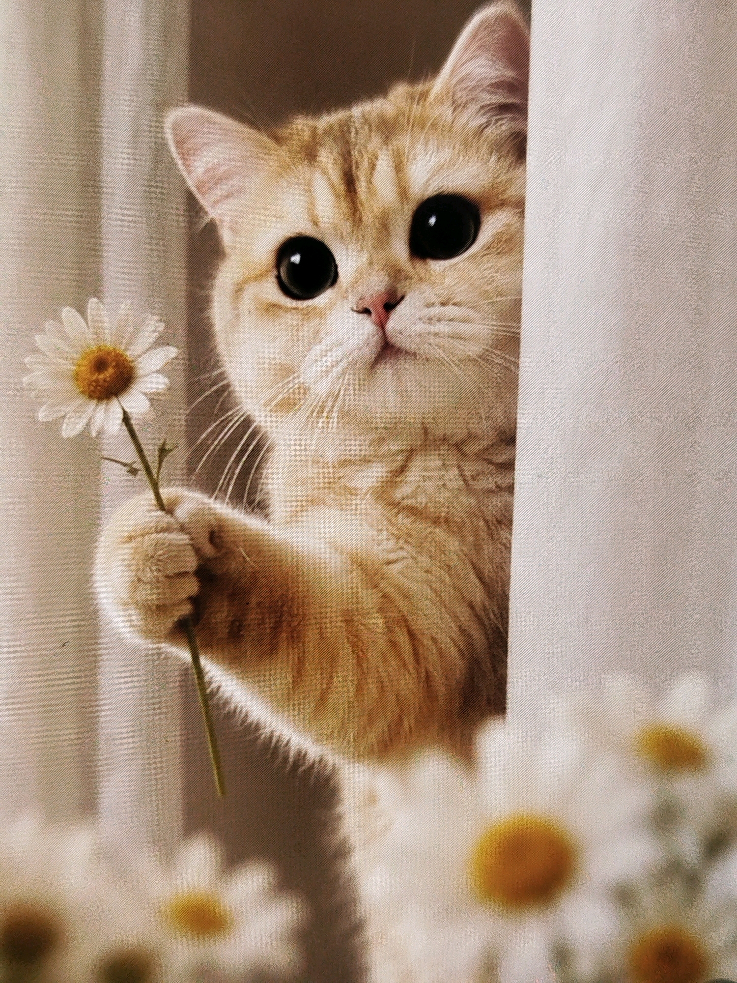 A close-up shot features an orange tabby cat with large, dark eyes peeking from behind a light-colored curtain. The cat is holding a single white daisy with a yellow center in its right paw, extending it towards the viewer. The background is softly blurred, with more out-of-focus daisies in the foreground and mid-ground. The lighting is soft and warm, highlighting the cat's fur and the delicate petals of the flower. The overall impression is one of innocence and gentle offering. The image is not set in any identifiable city.