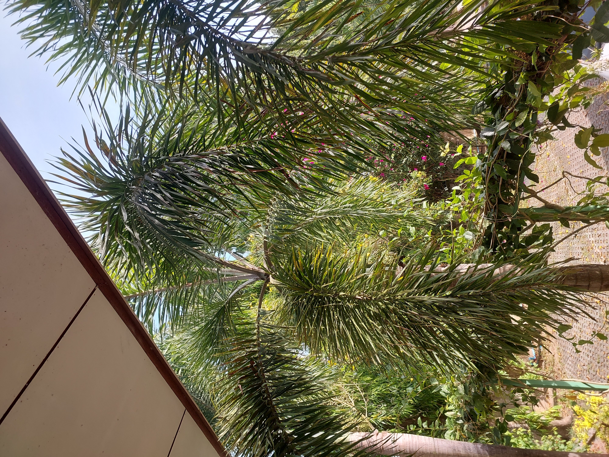 A low-angle medium shot captures a view from under a building's overhang, looking out at lush palm trees and other greenery. The overhang, with its beige ceiling and dark brown trim, frames the top left of the image. Sunlight filters through the dense palm fronds, creating a dappled effect. In the background, the sky is a pale blue. The foliage is predominantly green, with some hints of yellow in the leaves and occasional small pink flowers interspersed within the greenery. The ground beneath the trees appears to be paved with interlocking bricks, with fallen leaves scattered across the surface. The overall scene suggests an outdoor environment, possibly a garden or a resort, located in Baan Mae Nam, Thailand.