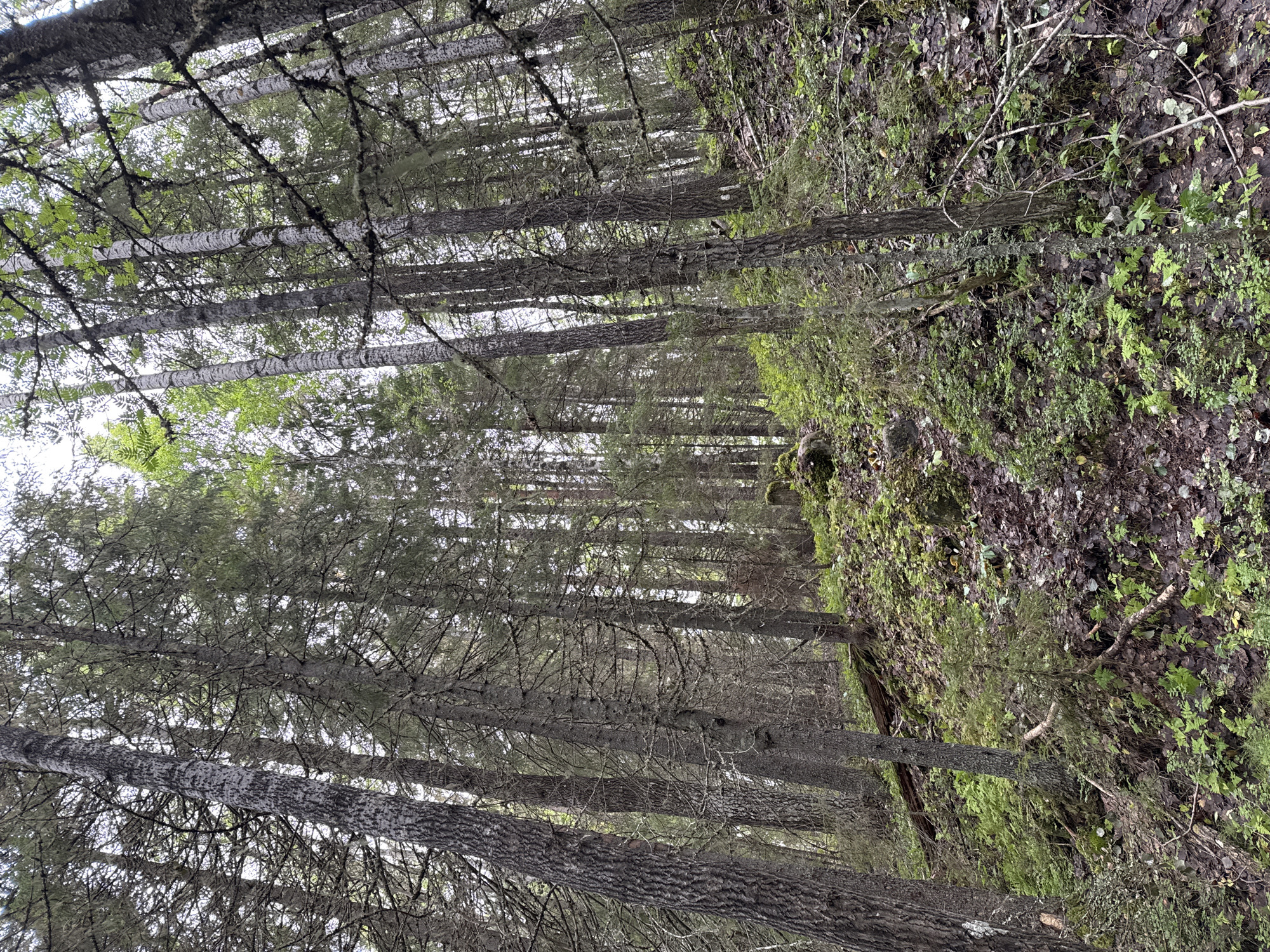The image depicts a dense forest floor in Chizhikovo, Russia, characterized by an abundance of tall coniferous trees with textured bark. The ground is covered with a thick layer of fallen leaves and moss, interspersed with various green plants and ferns. A gentle slope is visible, with some fallen branches and logs scattered throughout the undergrowth. The canopy of trees creates a dappled light effect, with some areas brighter than others. No people or animals are visible in the scene.