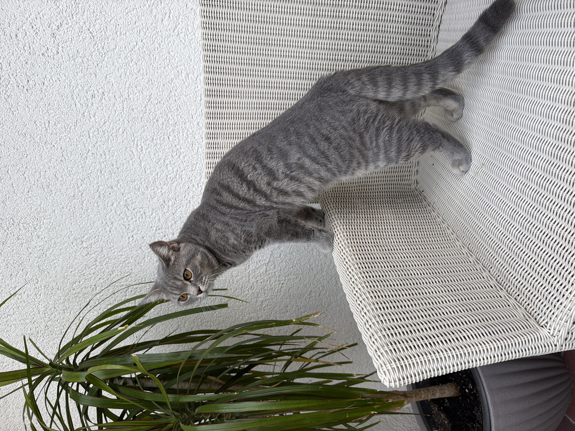A grey tabby cat stands on a white wicker chair outdoors, next to a potted plant with long green leaves. The cat is facing left, with its body angled towards the right. Its fur has dark grey stripes. The background is a textured white wall. The scene appears to be in a courtyard or patio area. No specific location in Creußen, Germany is identifiable from the image.