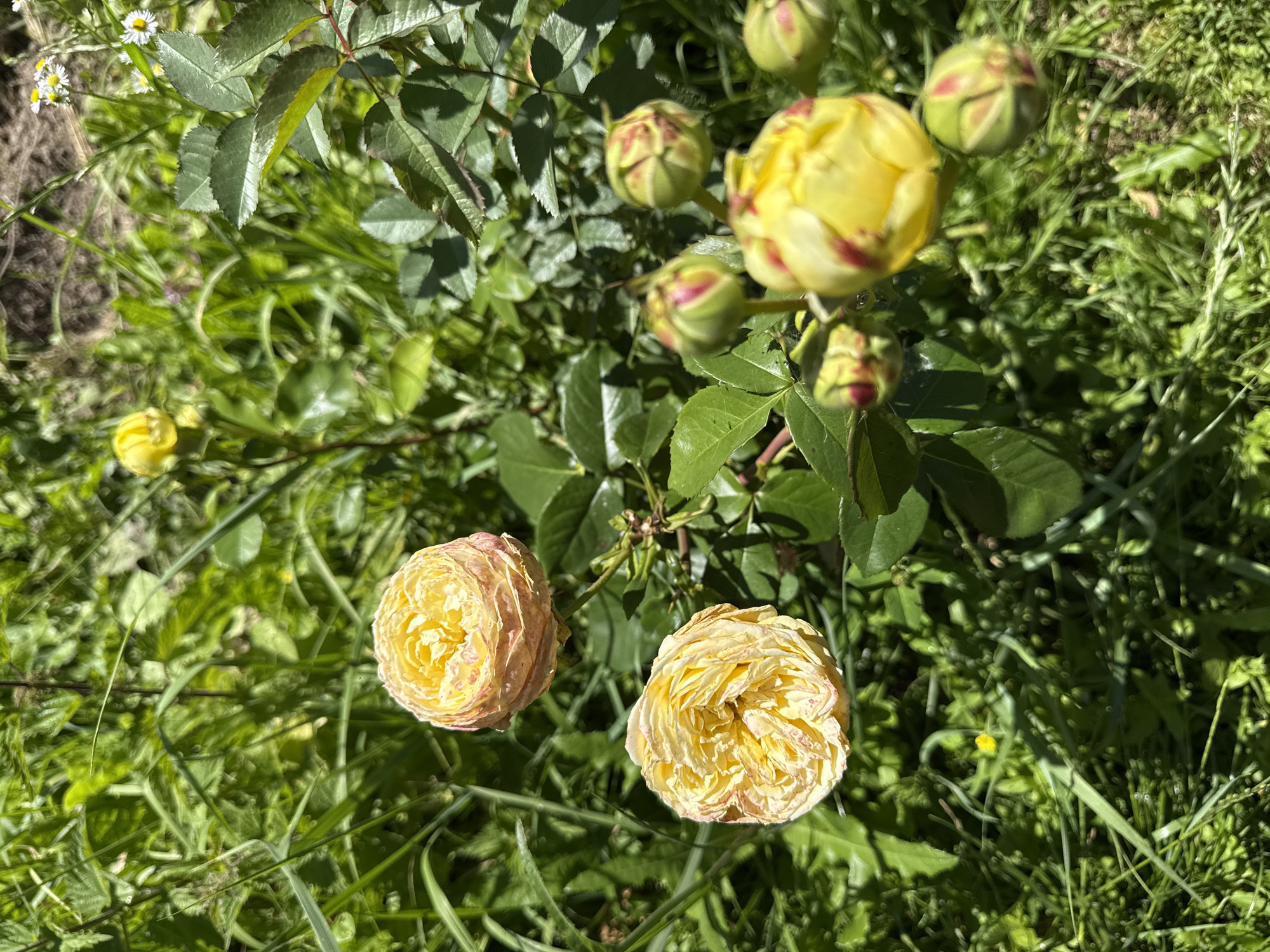 The image shows a close-up of yellow roses with some pink tinges on their petals, blooming amidst lush green foliage and grass. Several rose buds, still green with hints of pink, are also visible. In the background, there's a hint of dry soil and a few small white flowers. The lighting suggests it is a sunny day. The scene is likely a garden or park area.