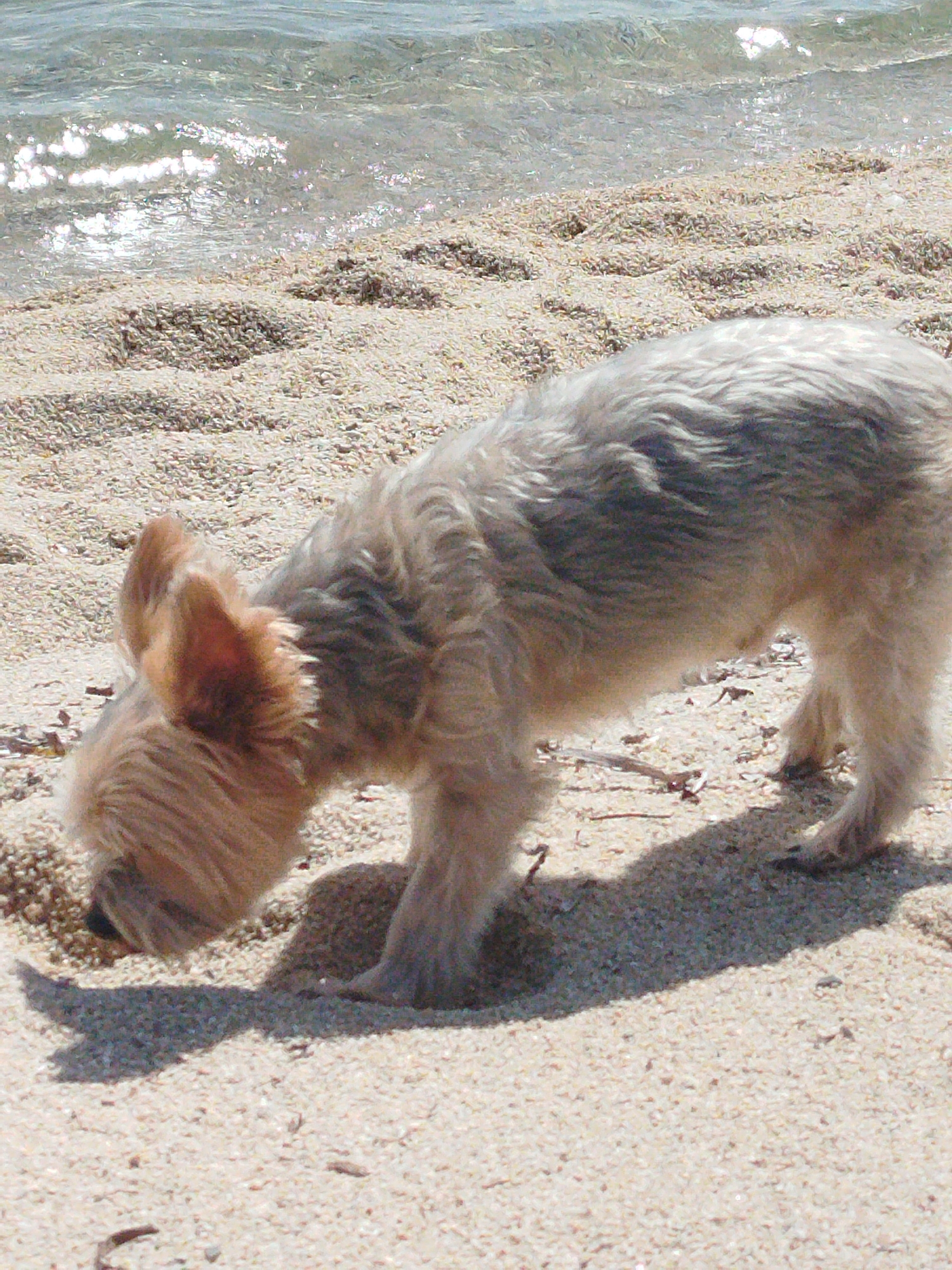 A small, tan and grey-haired dog with pointed ears is sniffing at the sandy shore of a body of water, possibly the sea, which is visible in the background. The dog is positioned in the lower half of the frame, facing left with its head lowered towards the sand. The sand is light-colored and appears to be composed of small pebbles. The water in the background is calm with sunlight glinting off its surface. The scene is brightly lit, suggesting a sunny day. The location is the municipal unit of Sithonia, Greece.