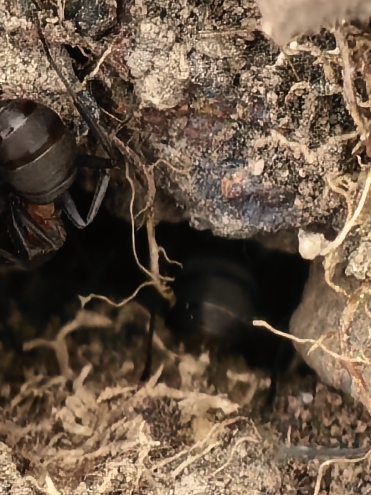 A close-up photograph captures a dark, stout-bodied spider nestled within an earthy environment. The spider, possibly a black widow given its prominent, shiny, dark brown/black abdomen and carapace, is positioned on the left side of the frame, partially obscured as it appears to be in or near a dark crevice or burrow. Its legs are visible, extending into the shadowy opening.
The surrounding area consists of textured soil, dirt, and organic debris, characterized by various shades of brown and black. Numerous thin, light brown, root-like structures or dried plant matter intertwine through the soil, adding to the natural, unkempt appearance of the setting. Deeper within the dark crevice, another blurred, dark, and rounded object can be faintly seen, which might be another part of the spider or a different creature. The lighting is dim, emphasizing the deep shadows of the burrow and giving a slightly glossy sheen to the spider's body. The scene depicts a moment of the spider in its natural habitat, possibly seeking refuge or waiting in ambush. No text is visible in the image.