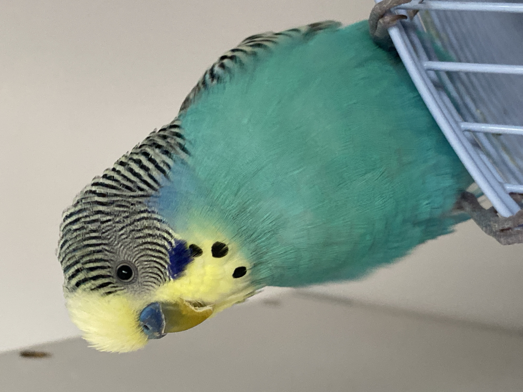 A turquoise and yellow budgerigar is upside down clinging to a white wire cage. The budgerigar has black stripes on its head and neck, with a blue and yellow face and black spots near the beak. The bird is facing the viewer. The background is an off-white or light gray wall. The location is unknown.