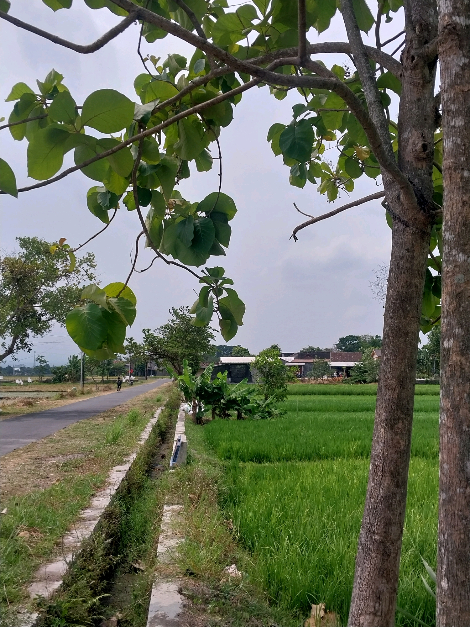 A vertical, eye-level, outdoor, daylight, medium shot shows a paved road curving through a rural Indonesian landscape in Cucukan. The road is bordered by a drainage ditch with some vegetation and a large, green rice paddy field on the right. Several trees are in the foreground and middle ground, with large green leaves obscuring parts of the sky. On the left side of the road, in the middle ground, there is a person on a bicycle. In the background, there are a few buildings with red tile roofs. The sky is overcast and light gray.