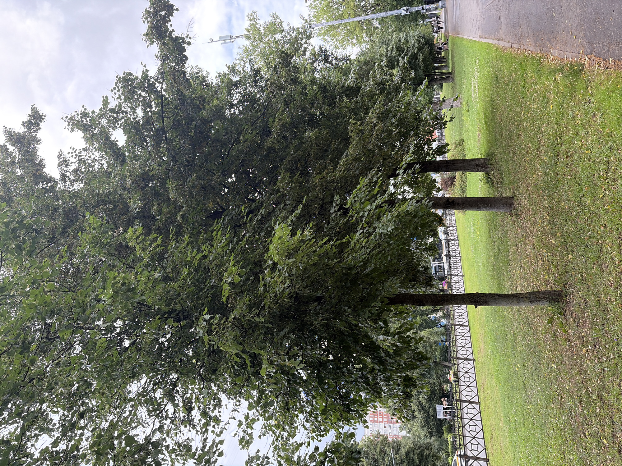 The image depicts a tree-lined street in the city of Podolsk, Russia, under a cloudy sky. In the foreground, several trees with dense green foliage stand along a grassy lawn. A black metal fence with a diamond pattern separates the lawn from a paved road. Several cars and what appear to be public transport vehicles are visible on the road. In the background, a tall residential building with red and white accents can be seen. People are walking on the sidewalk on the right side of the image, and a tall telecommunication tower is also visible in the distance. The overall scene suggests a typical urban environment with green spaces.