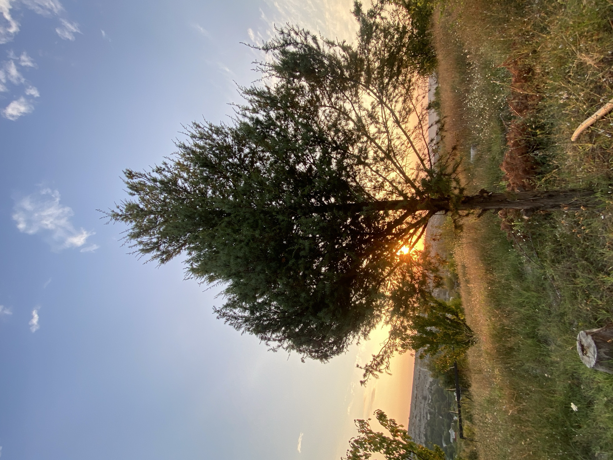 The image depicts a sunlit, rural landscape with a prominent evergreen tree in the foreground, silhouetted against a soft sunset sky. The tree's branches are dense with needles, and the setting sun shines through its foliage, creating a warm glow. The ground is covered in dry, tall grass and scattered wildflowers, with a visible tree stump and a piece of wood in the lower left and right portions of the frame, respectively. In the background, a gentle slope leads down to a hazy horizon, with a few scattered buildings and distant hills visible. The sky is a gradient of pale blue transitioning to warm orange and yellow hues near the horizon, with a few wispy clouds. The scene appears to be located in the Krasnomakskoye Rural Settlement, Ukraine, capturing a serene evening in a natural, undeveloped area.