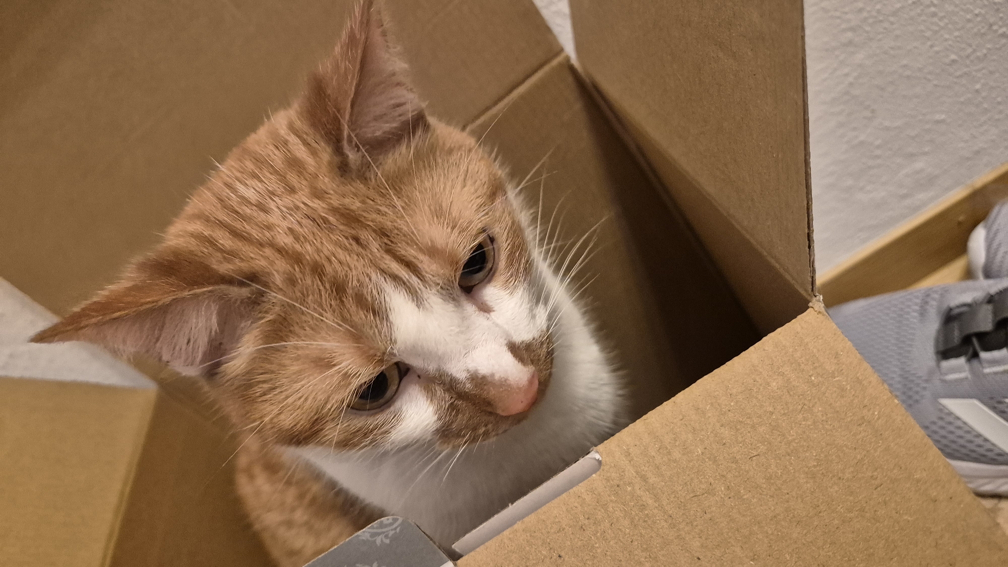 The image shows an orange and white cat inside a cardboard box. The cat's head is visible, with its eyes looking down. The box appears to be made of corrugated cardboard and is open. Part of a gray shoe is visible at the bottom of the box. The background is out of focus and appears to be a light-colored wall. The image does not provide any information about the location in the city of Miltenberg, Germany.