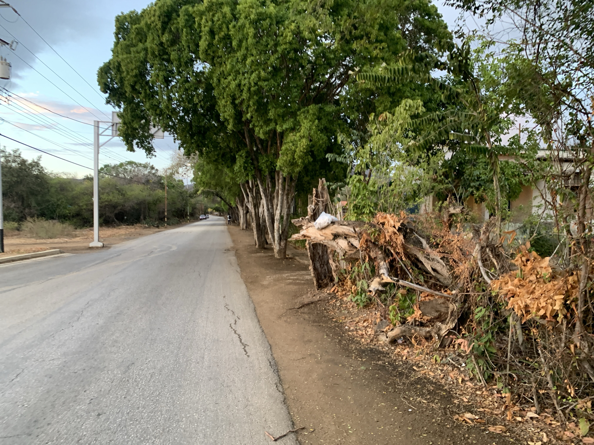 This image depicts a quiet, semi-rural roadside scene in Santa Ana, Venezuela, observed during either dawn or dusk, characterized by soft, diffused lighting and a pale, partly cloudy sky with hints of blue and faint warm hues.
The central subject is an asphalt road, showing signs of wear with visible cracks, extending into the distance where a gentle curve can be perceived. On the left side of the road, a narrow dirt shoulder transitions into an area of sparse, dry vegetation. A tall utility pole with a cross-arm and an electrical transformer stands prominently, supporting multiple overhead power lines that stretch across the sky. Further down the road on this side, more distant trees and brush are visible.
On the right side of the road, a dirt shoulder borders a line of large, mature trees with light-colored trunks and dense green foliage. Immediately next to this line of trees, in the foreground, is a substantial pile of natural debris, including dry branches, logs, and cut vegetation, with a white plastic bag or object resting on top. Scattered dry leaves cover the ground around this pile. Beyond this accumulation, dense, unkempt vegetation, comprising both green and dry plants, forms a thicket, with glimpses of a building structure partially visible in the far background.
No specific human activity or event is taking place, presenting a tranquil and seemingly deserted environment. There is no visible text in the image.