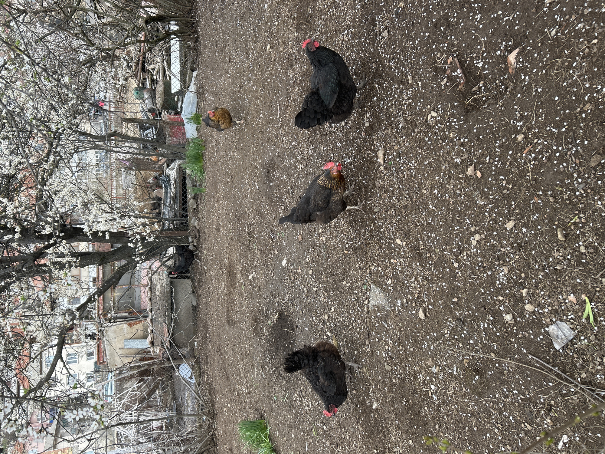 The image shows a rural backyard scene in Zlatograd, Bulgaria, with chickens foraging on a dirt ground covered with small stones and scattered white flower petals. Four chickens are visible: two are solid black, one is brown and black, and one is brown. The yard is bordered by a fence and trees with white blossoms. In the background, residential buildings and miscellaneous items behind the fence can be observed. The overall atmosphere is natural and unkempt.