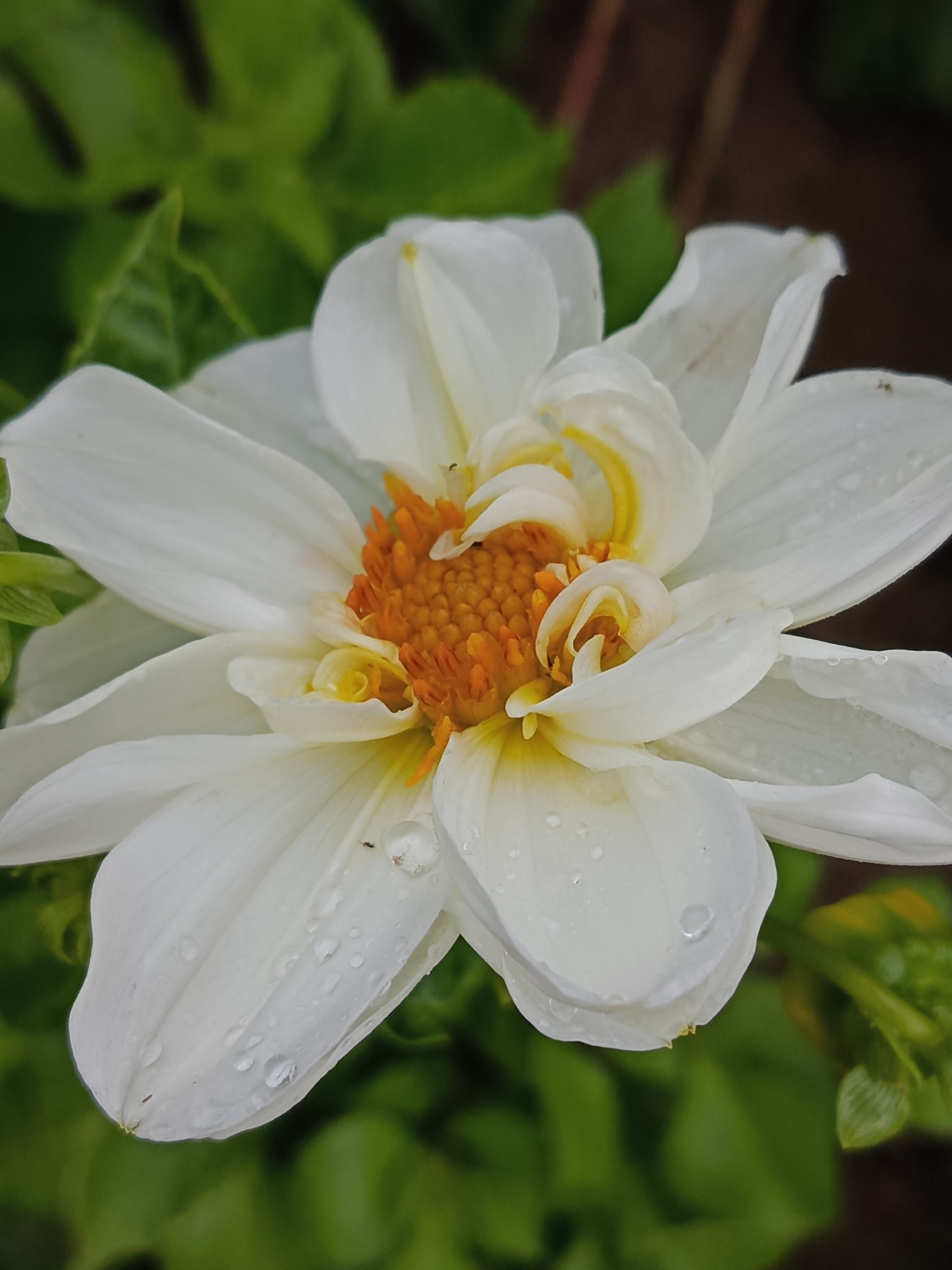 A close-up shot captures a white dahlia in bloom, its delicate petals adorned with water droplets. The center of the flower reveals a vibrant orange pistil surrounded by yellow stamen. The background consists of blurred green foliage, suggesting an outdoor garden setting in Kauchuk Stantsiya, Russia. No people are visible in the image.