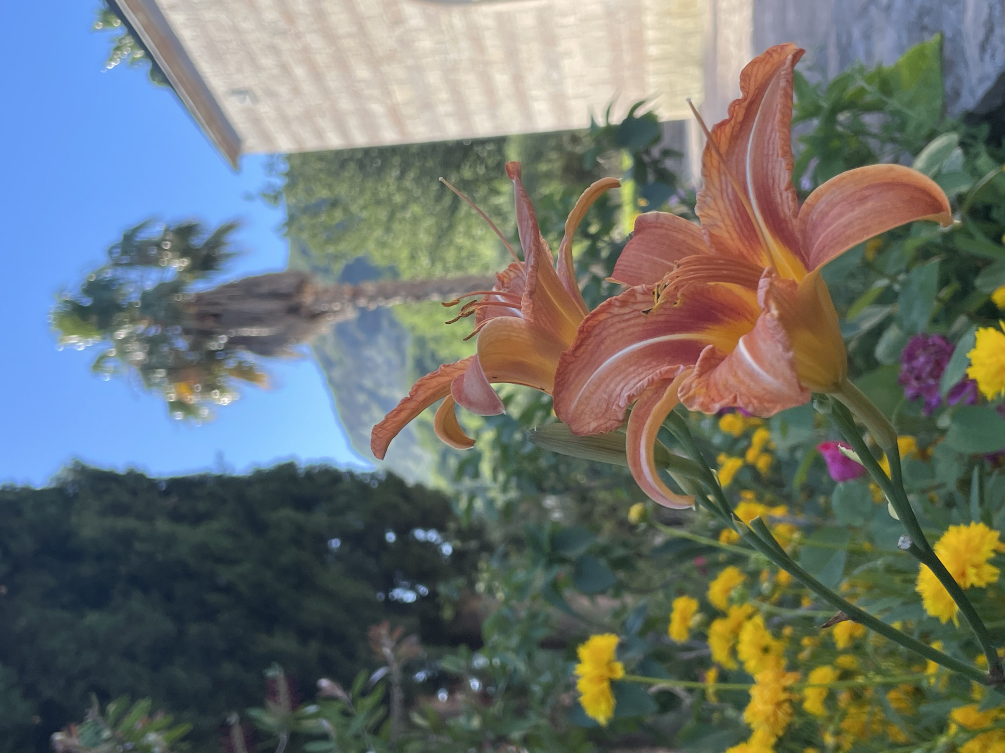 The image presents a close-up view of two orange lilies in bloom, with other yellow and purple flowers nearby. In the blurred background, a palm tree and a mountain are visible, suggesting a location in or near Budva, Montenegro, known for its coastal scenery and Mediterranean vegetation. The photograph is taken at an angle, including a glimpse of a building in the upper left, further indicating an urban or residential setting.