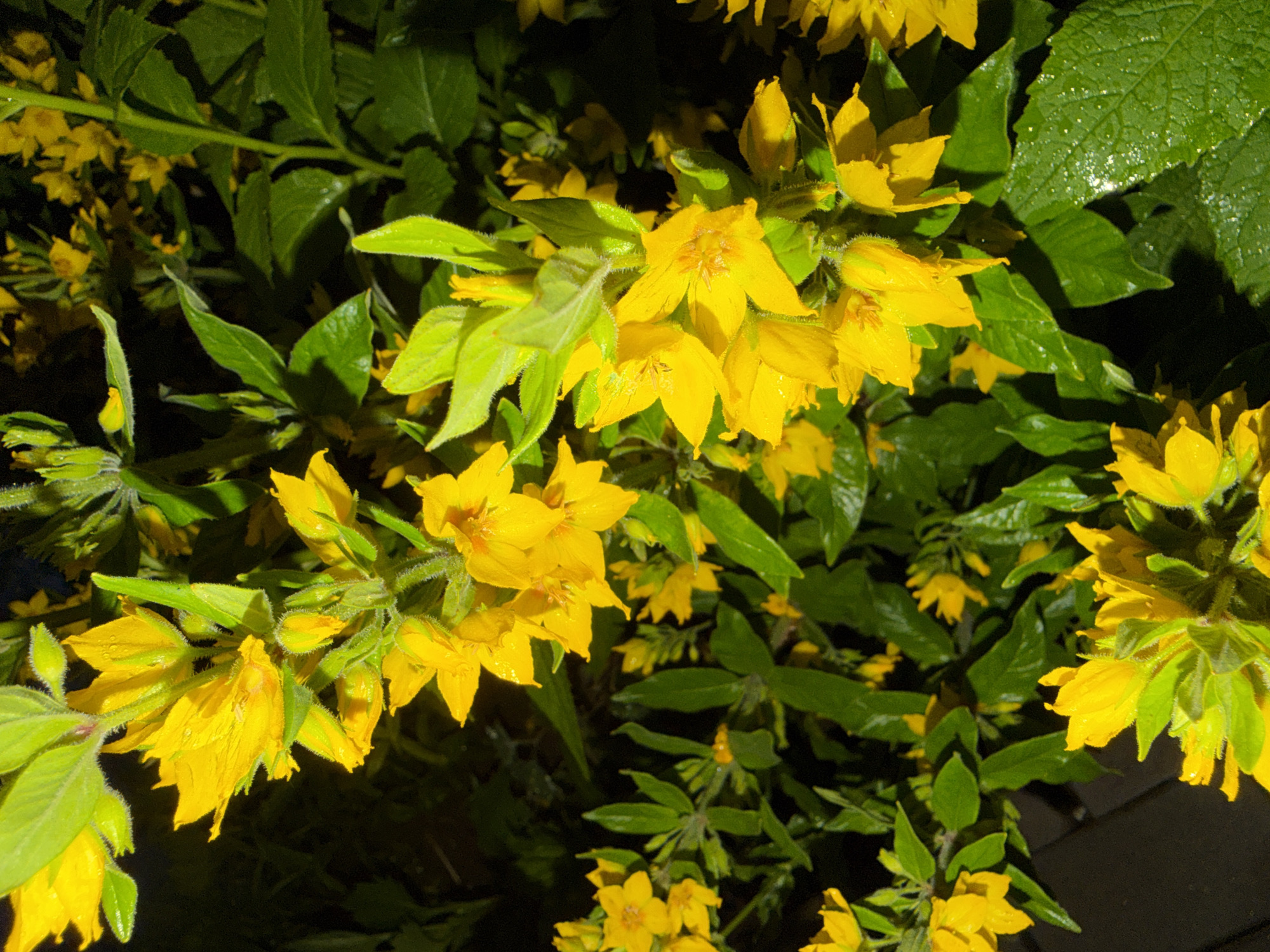 This is a close-up, low-angle, outdoor, eye-level shot of a cluster of bright yellow flowers and lush green foliage. The flowers are five-petaled and have a star-like shape, with some appearing to have water droplets on their petals, suggesting recent rain or dew. The leaves are a vibrant green, with some showing a slightly lighter, almost lime-green hue. The background is mostly dark and out of focus, creating a bokeh effect that highlights the flowers. The lighting is dramatic, with strong highlights and deep shadows, suggesting it might be early morning or late evening, or that artificial light is being used. The overall impression is one of natural beauty and vibrancy. There is no visible text in the image.