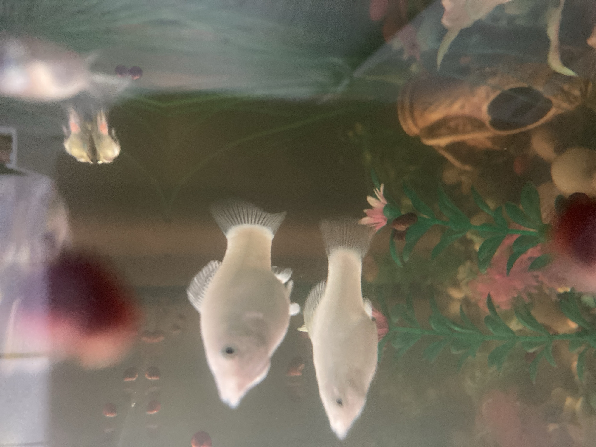 The image shows two white fish swimming in an aquarium. The fish are in the foreground and appear to be molly fish. There are artificial plants and a decorative skull in the background. The water in the aquarium appears slightly murky. There is no information in the image that can be used to determine its location in the city of Monino, Russia.