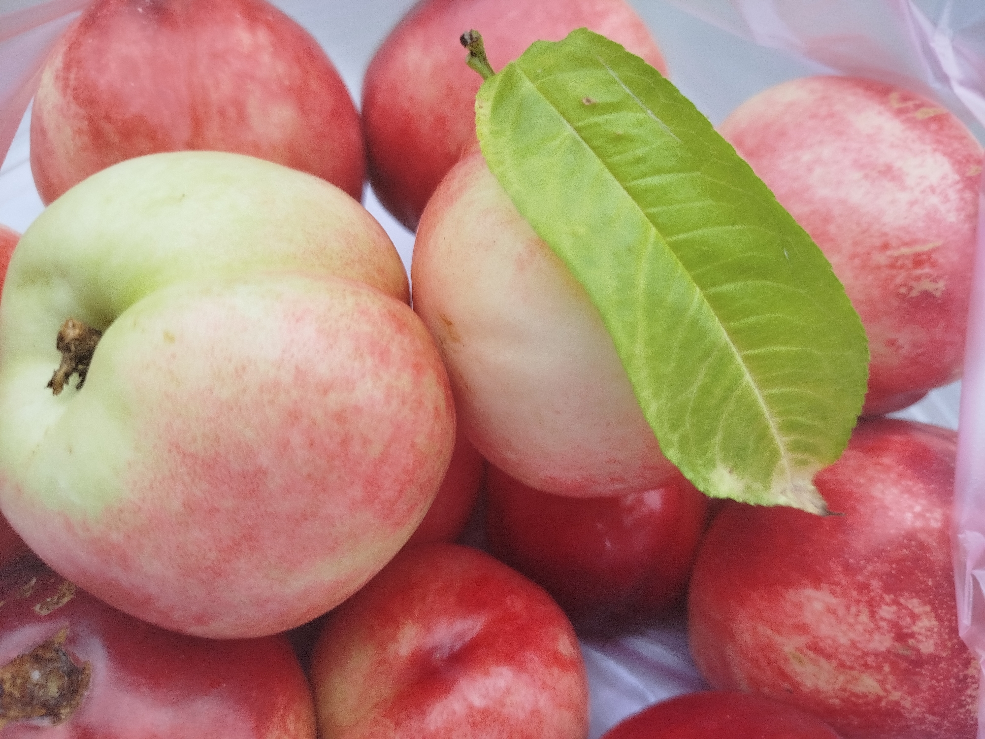 The image shows a close-up, slightly overhead view of a pile of ripe peaches in what appears to be a plastic bag. Some of the peaches are a light green, while others are a vibrant pink and red. One peach in the foreground has two green leaves resting on its surface, with a small stem visible. The peaches are plump and round, with some showing slight blemishes or variations in color. The background is blurred and suggests a light-colored surface. There are no people or specific landmarks visible that would indicate a location in Rustavi, Georgia.