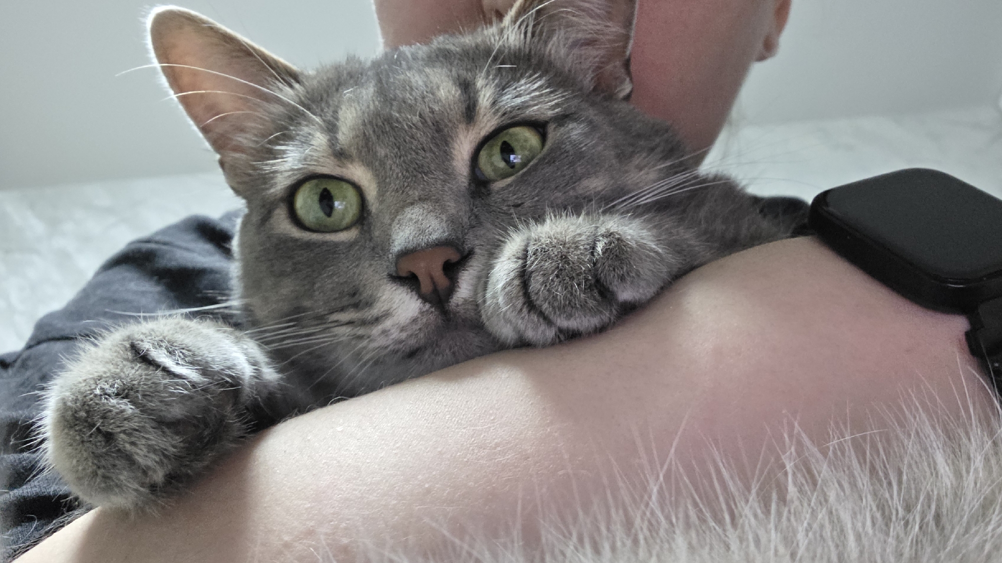 A gray tabby cat with green eyes rests on a person's shoulder. The cat's paws are visible on the person's arm. The person is wearing a black shirt. A black smartwatch is on the person's wrist. The background appears to be a wall. The location is Unknown, Unknown.