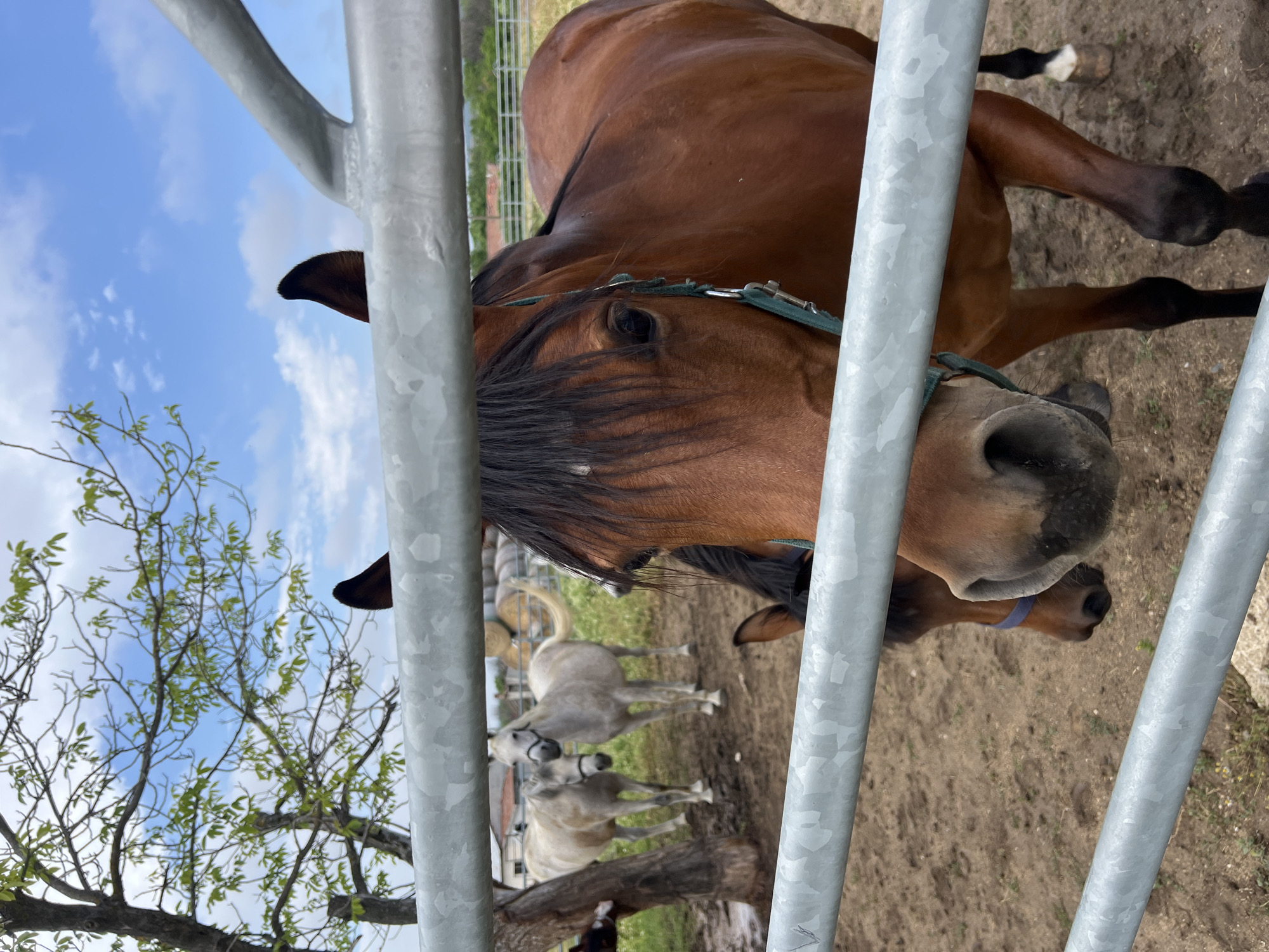 An outdoor, daytime image taken in Ivan Vazovo, Bulgaria, features a brown horse peering through vertical metal fence bars. The horse, likely a bay or chestnut, has a dark mane and is wearing a green halter. Its head, including a clear eye and nostril, is prominently visible, suggesting a curious or calm demeanor as it looks towards the viewer.
Behind the foreground horse, several lighter-colored horses, appearing grey or white, are visible standing on the dirt ground within a larger enclosure. The ground is dry and dusty. The upper left of the frame reveals a bright blue sky with scattered white clouds, and the branches of a tree with fresh green leaves are visible against it. The scene appears to be a rural farm or paddock environment. No text is visible in the image.