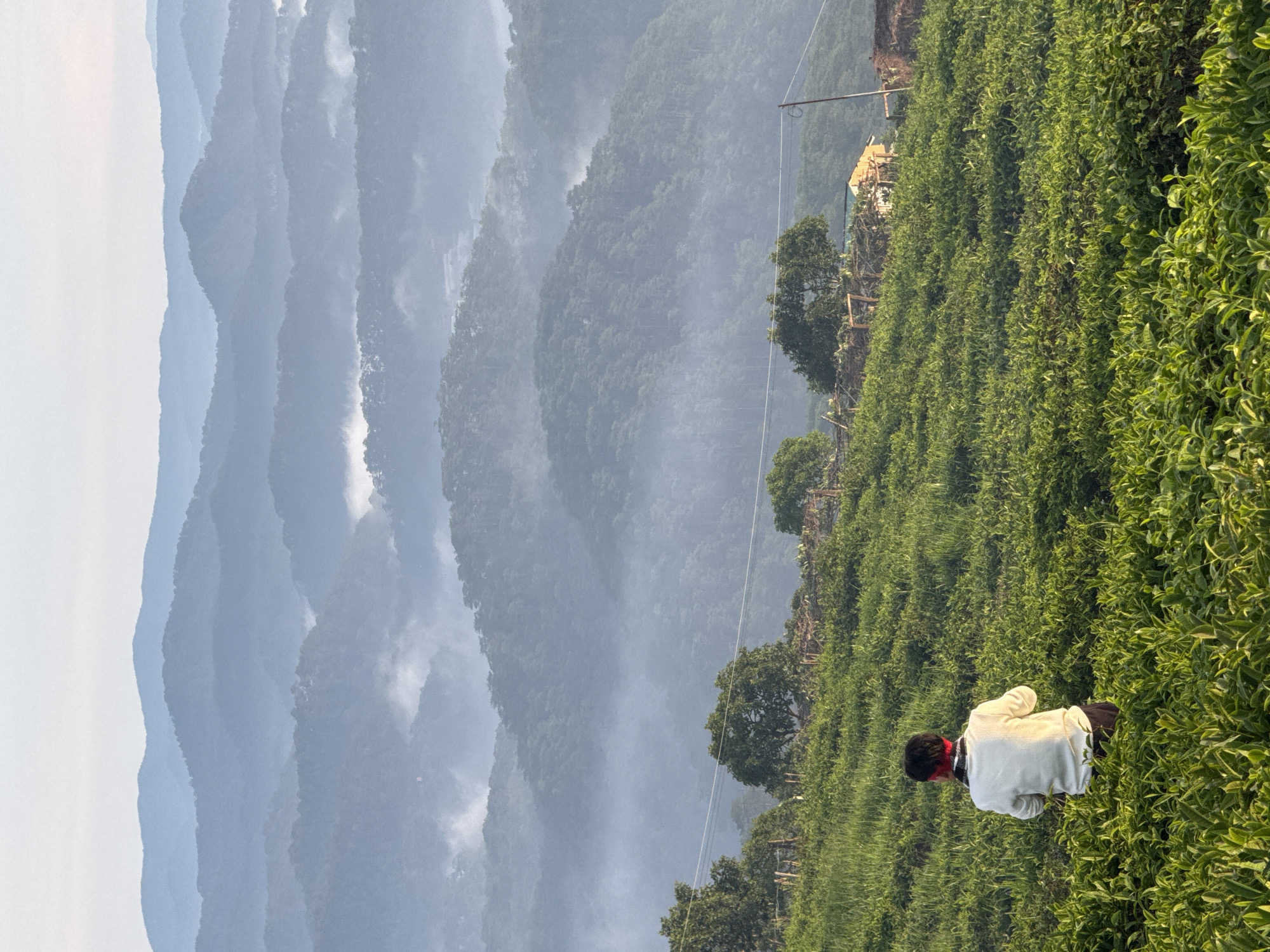 A person wearing a white sweater and black shorts, with a red bandana around their head, is seen from behind amidst a lush green tea plantation. The person is positioned in the foreground, facing away from the camera and towards a scenic mountainous landscape. The background features rolling hills covered in trees, with layers of mist obscuring the farther mountains, creating a sense of depth and atmospheric perspective. The sky is a pale, soft blue, suggesting early morning or late afternoon light. A few scattered trees and some rustic structures are visible on the slopes behind the tea field. The overall scene evokes a tranquil rural setting in or around Phát Chi, Vietnam.