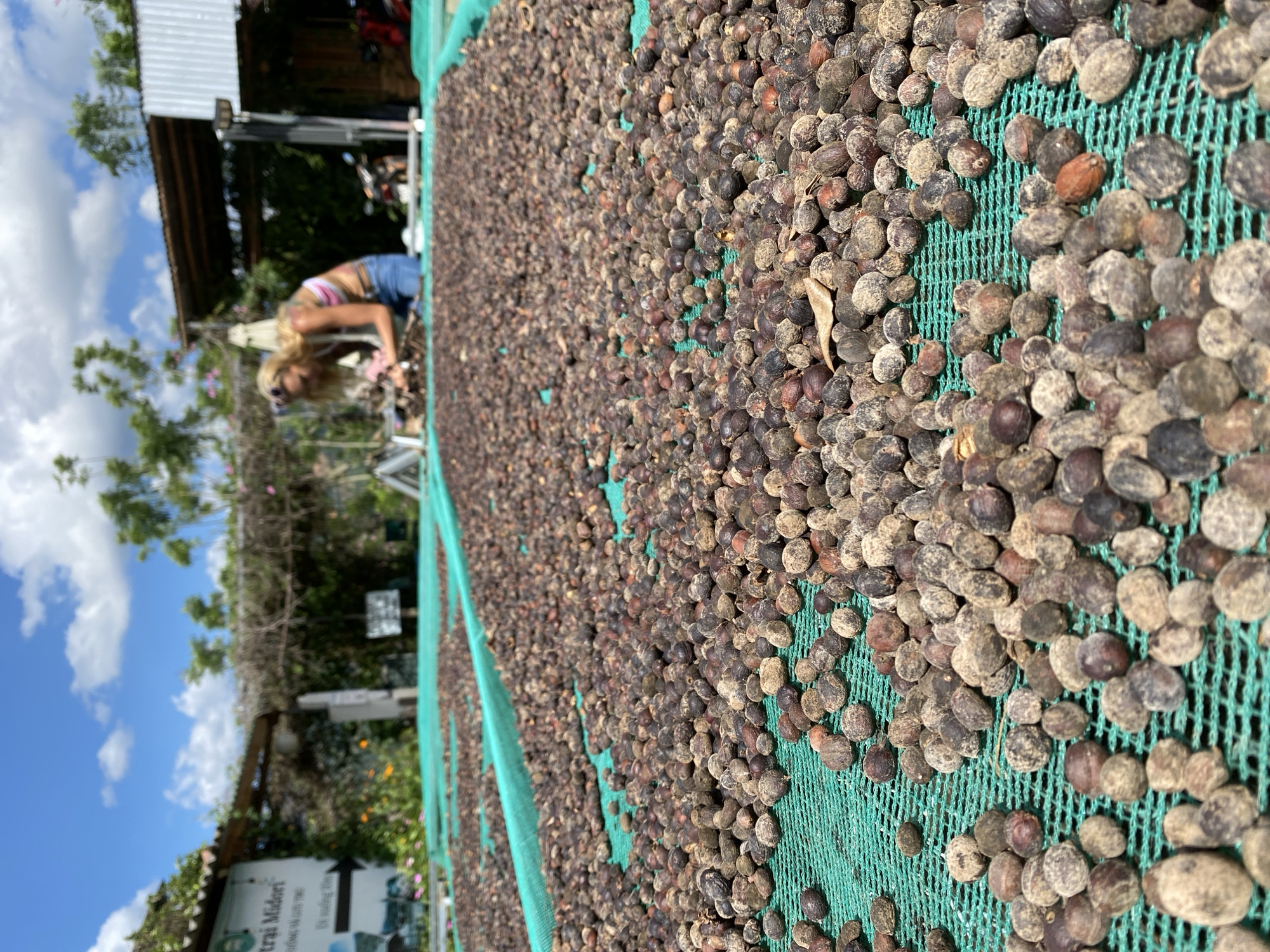 In Thôn 3, Vietnam, a woman with blonde hair and sunglasses, wearing a colorful tank top and jeans, is seen in the background, tending to a large spread of coffee beans laid out on green netting. The coffee beans are dried in the sun on long, flat drying racks, which extend across the foreground and into the background. The scene appears to be an outdoor coffee processing area, with rustic structures, vegetation, and a bright blue sky with clouds visible in the background. A sign with Vietnamese text is present on the left. The focus is on the coffee beans, which are diverse in size and color, indicating they are likely in the process of drying.