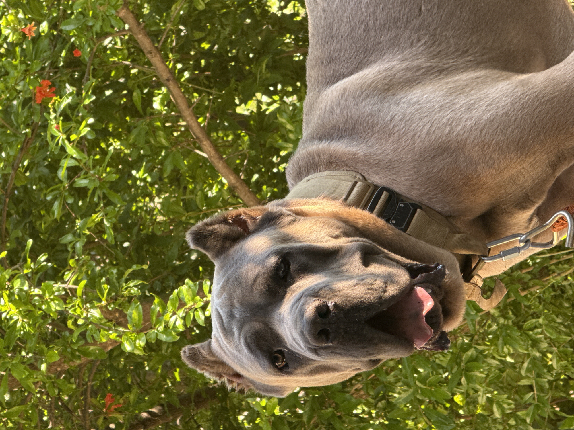 The media file depicts a large, gray dog, likely a Cane Corso, with its head tilted upwards and mouth open in what appears to be a pant or a vocalization. The dog is wearing a khaki-colored collar with a metal D-ring and buckle. The background is filled with lush green foliage, including leaves and branches, with a few small orange flowers visible. A thin tree branch runs diagonally across the upper left portion of the image. The lighting suggests it is daytime, with sunlight filtering through the leaves, creating dappled shadows. The setting appears to be outdoors, possibly in a garden or natural environment, consistent with the location context of Kanjoši, Montenegro. There is no visible text in the image.